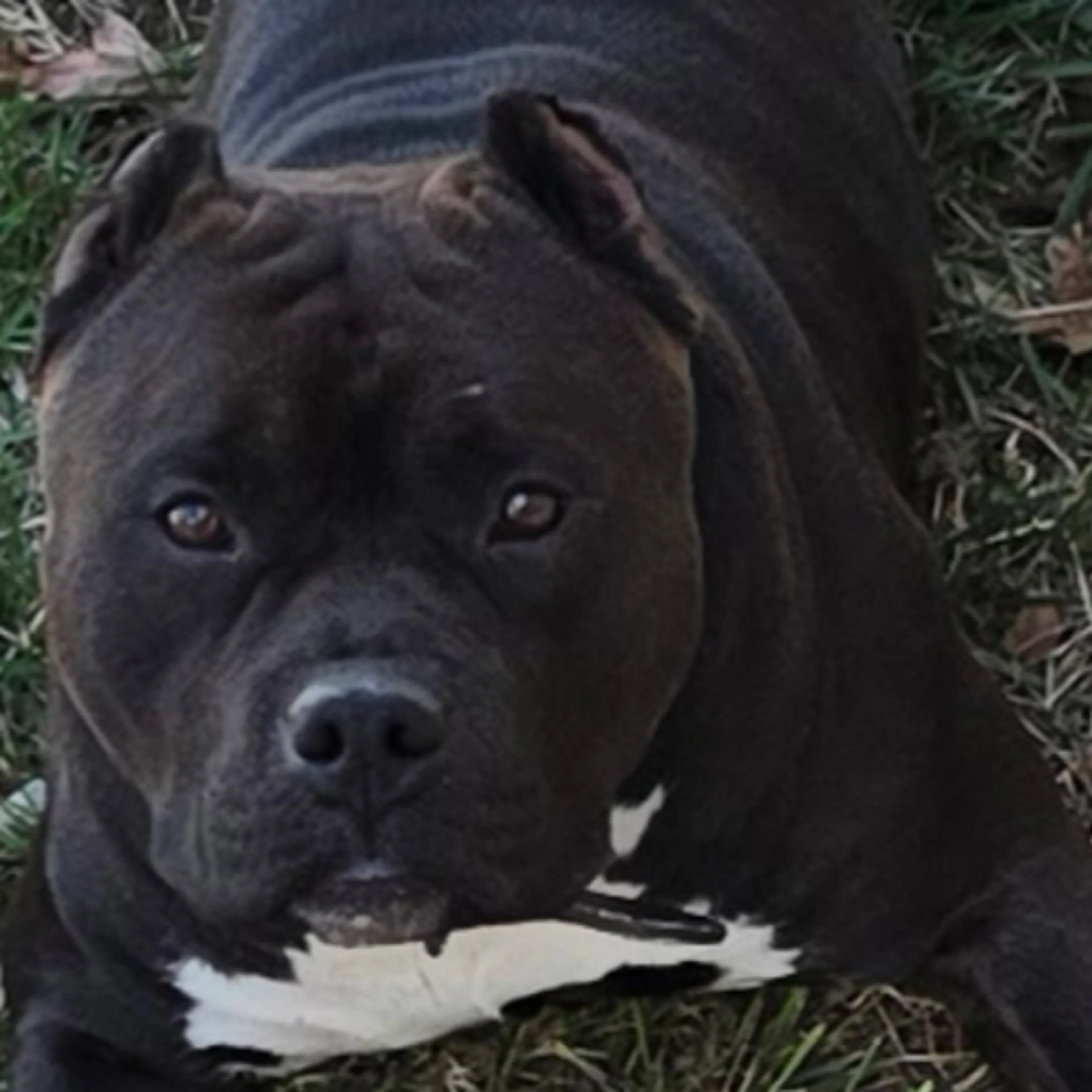 Lost pet-2