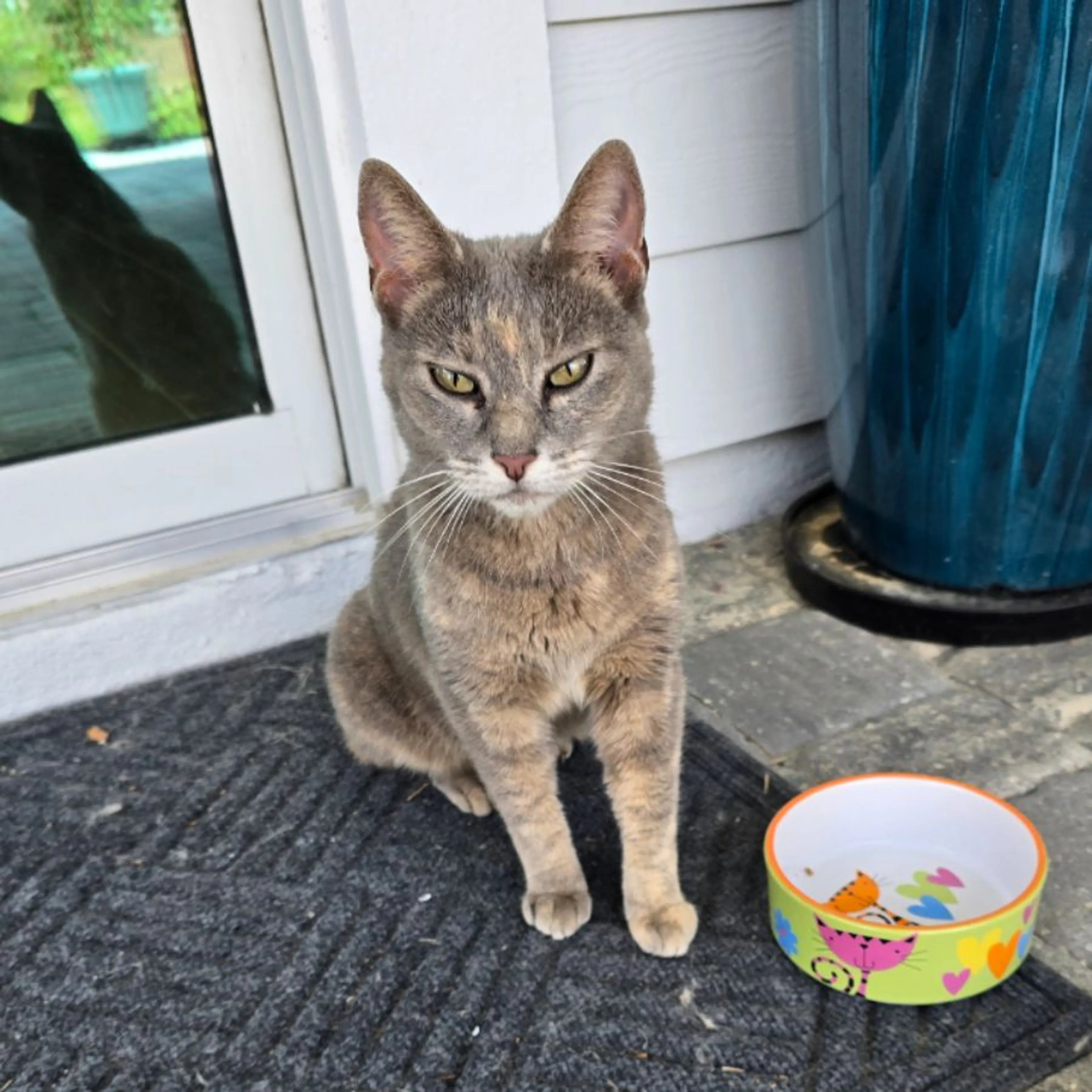 Found pet-0