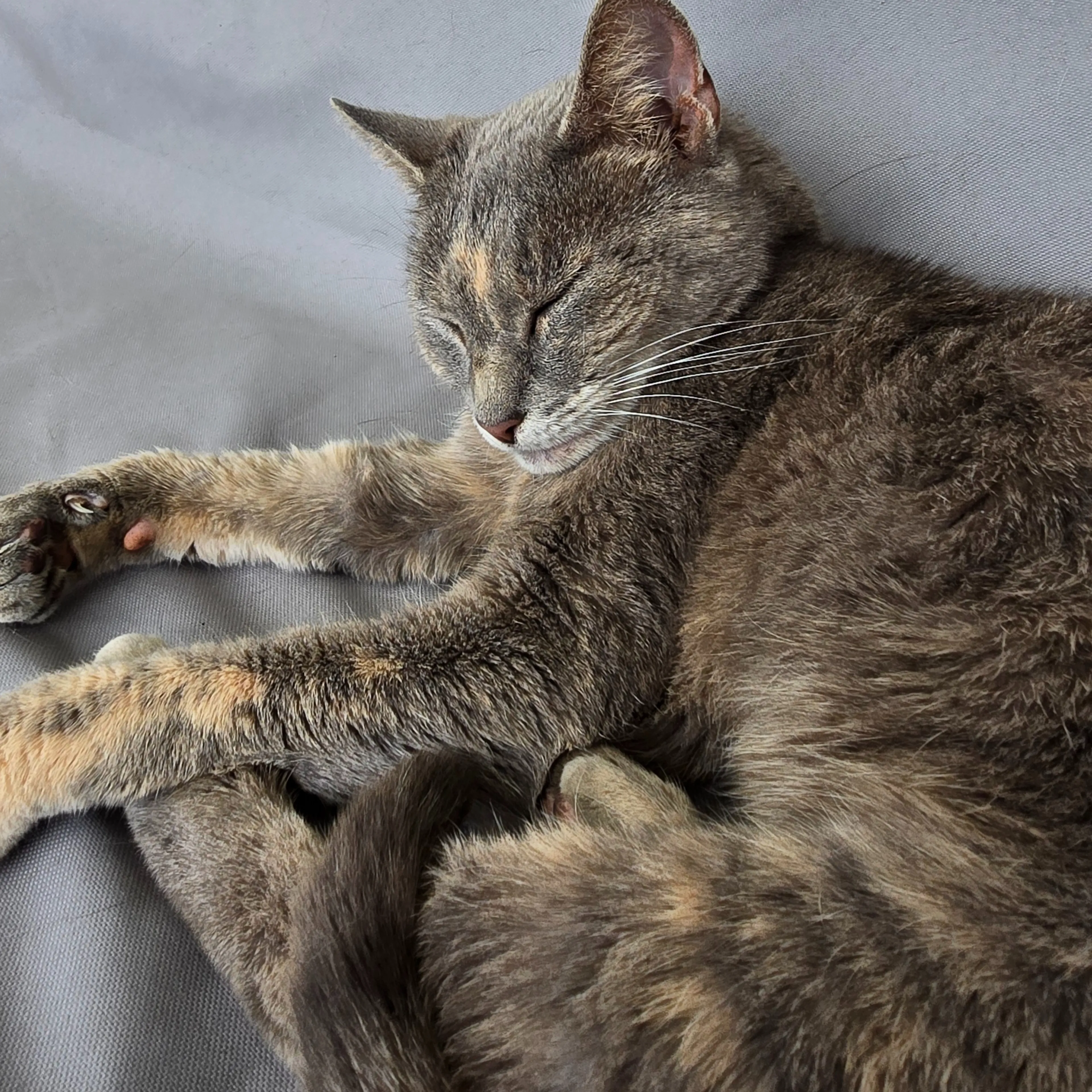 Found pet-1