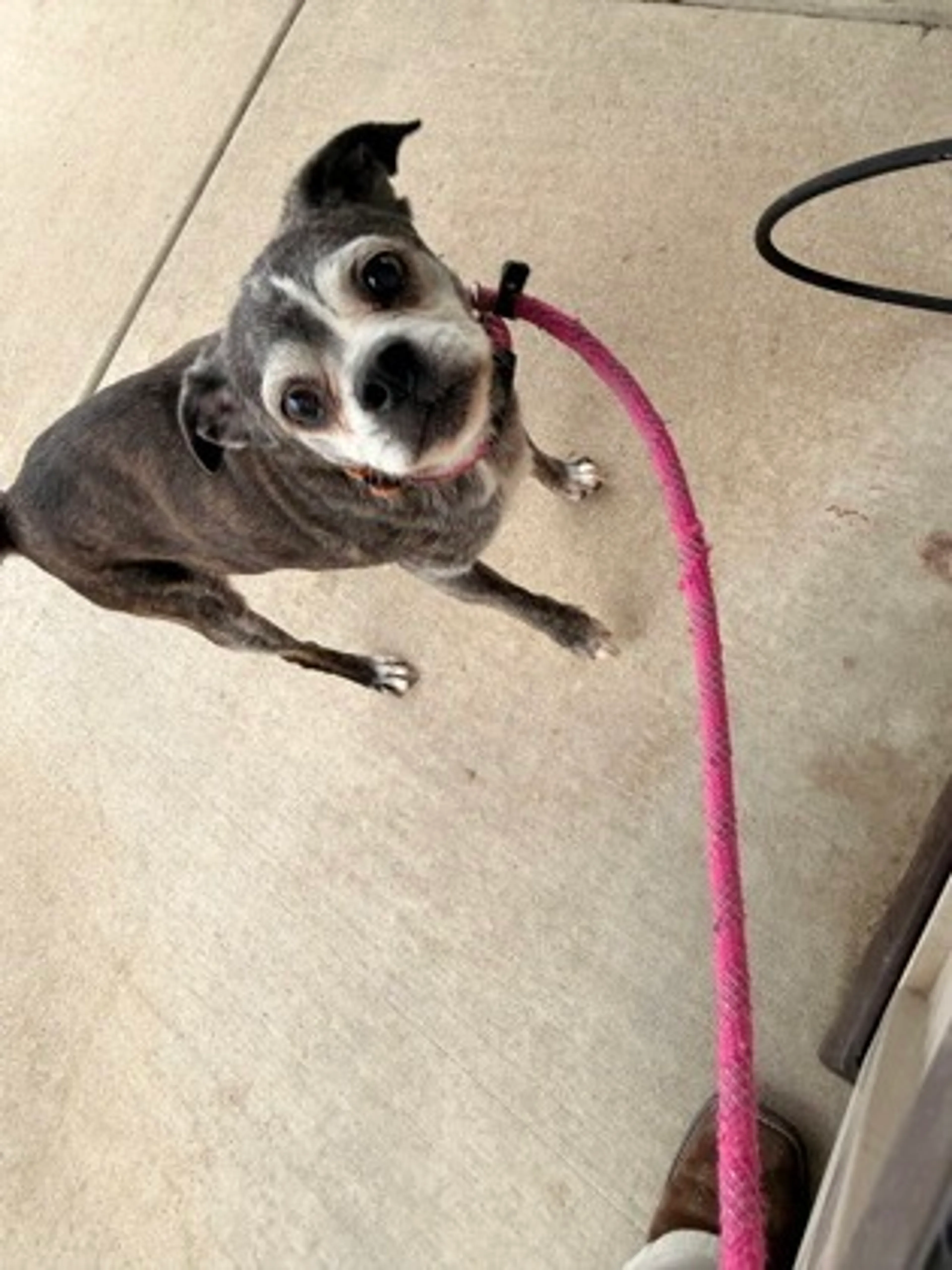 Found pet