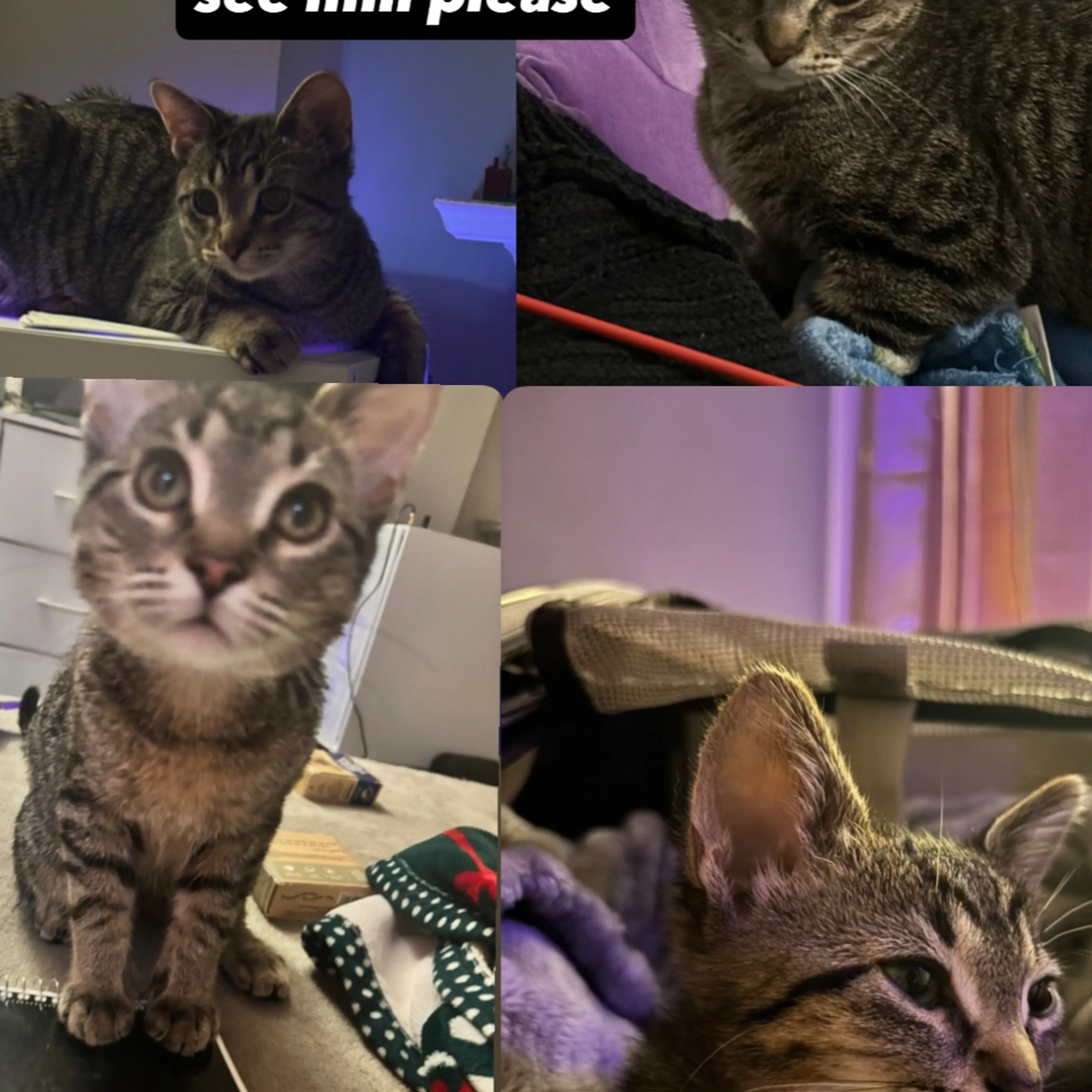 Lost pet-1