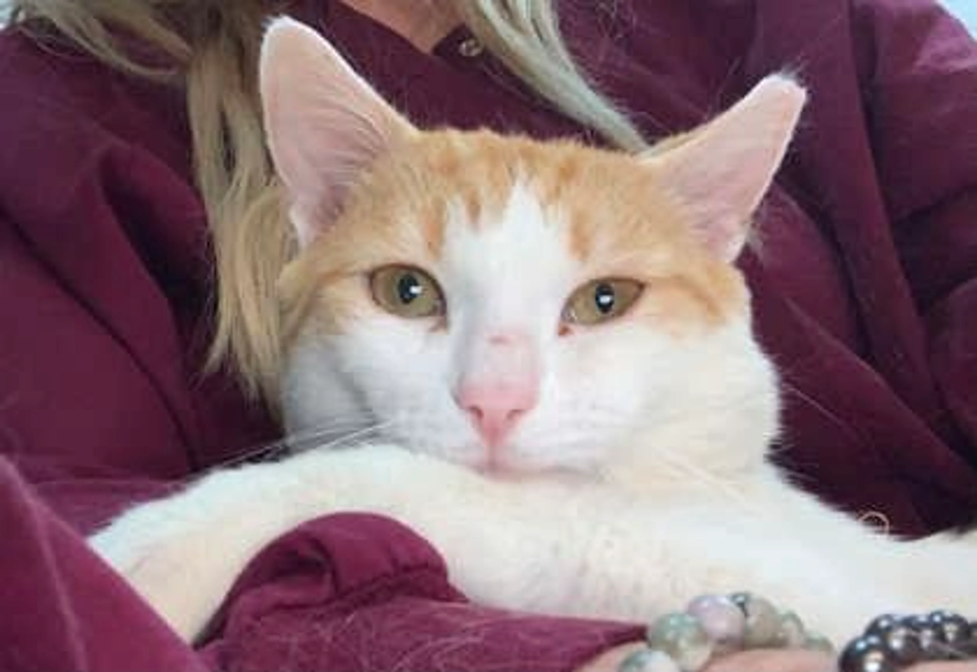 Found pet-1