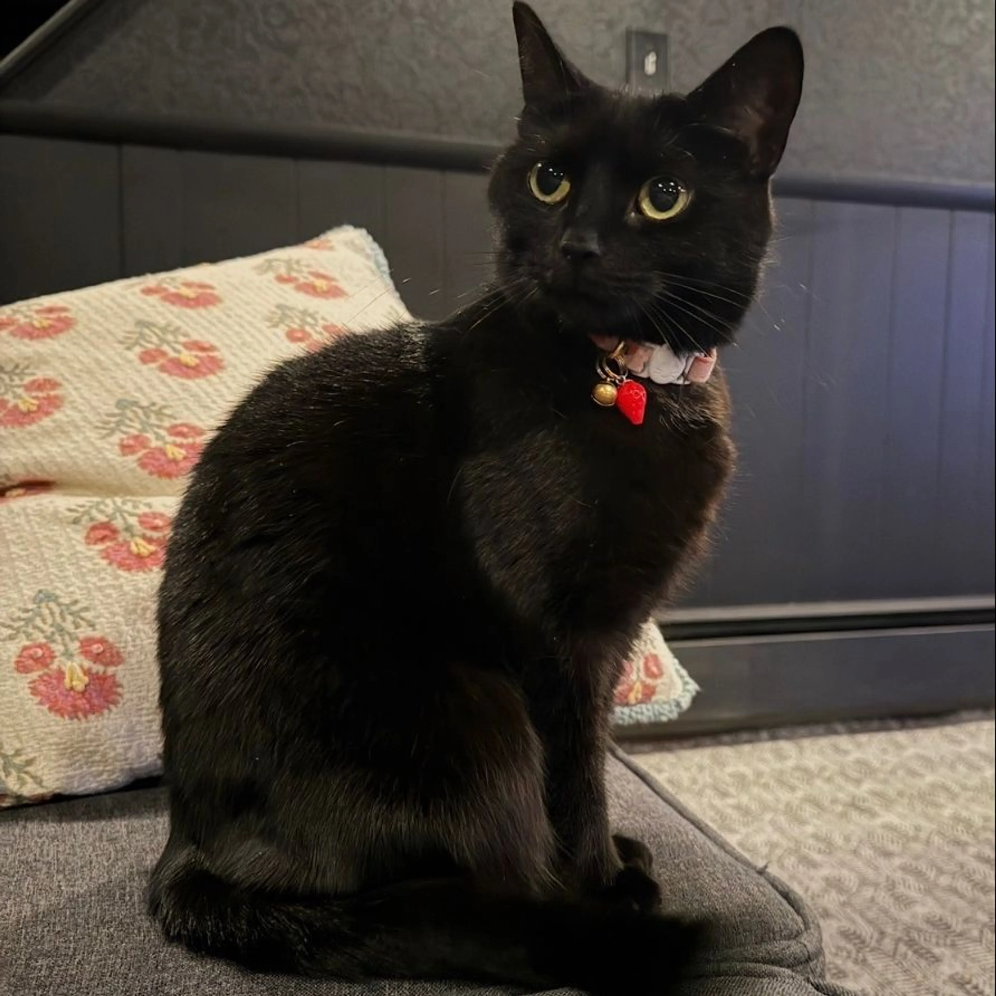 Lost pet