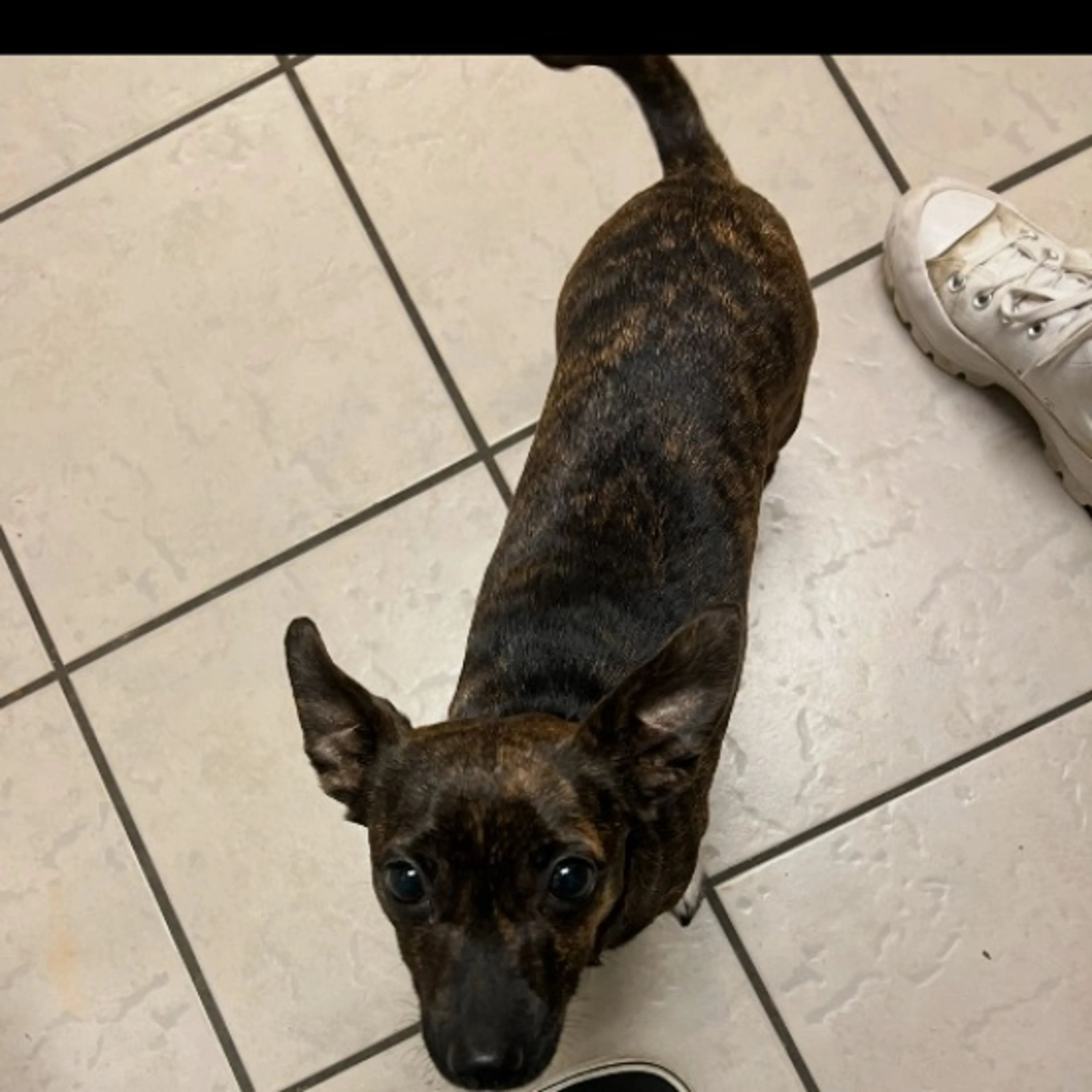 Lost pet