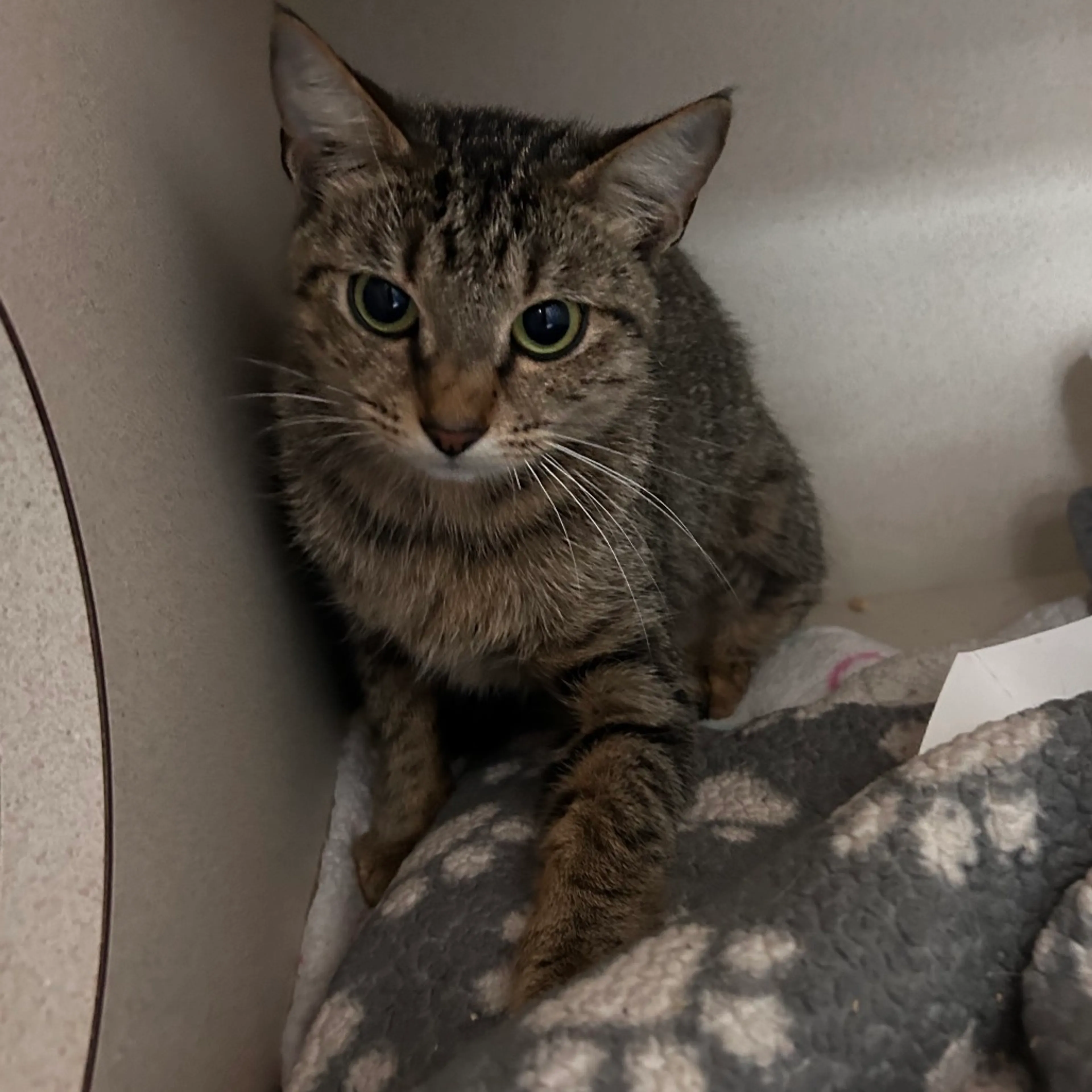 Found pet-1