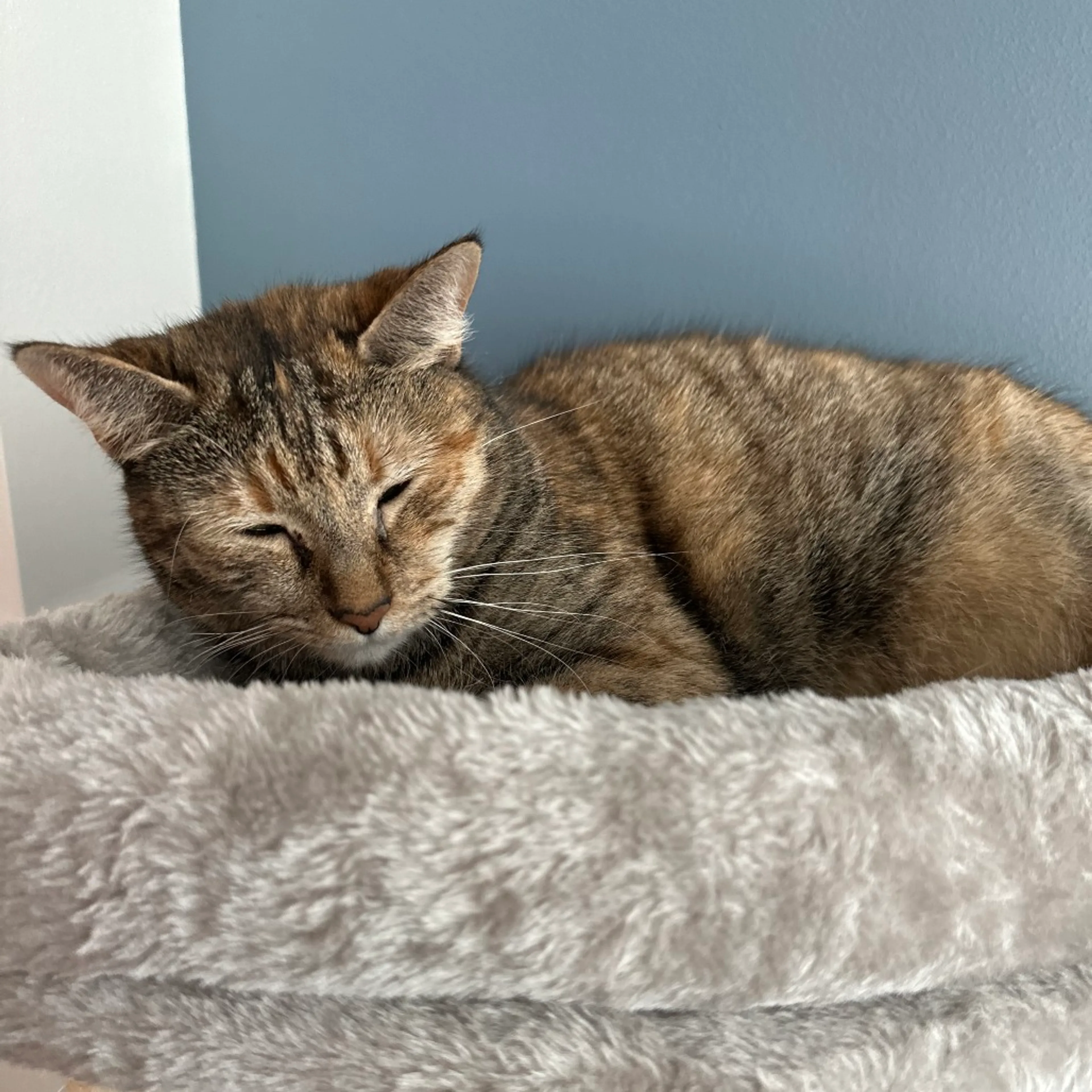 Found pet-1