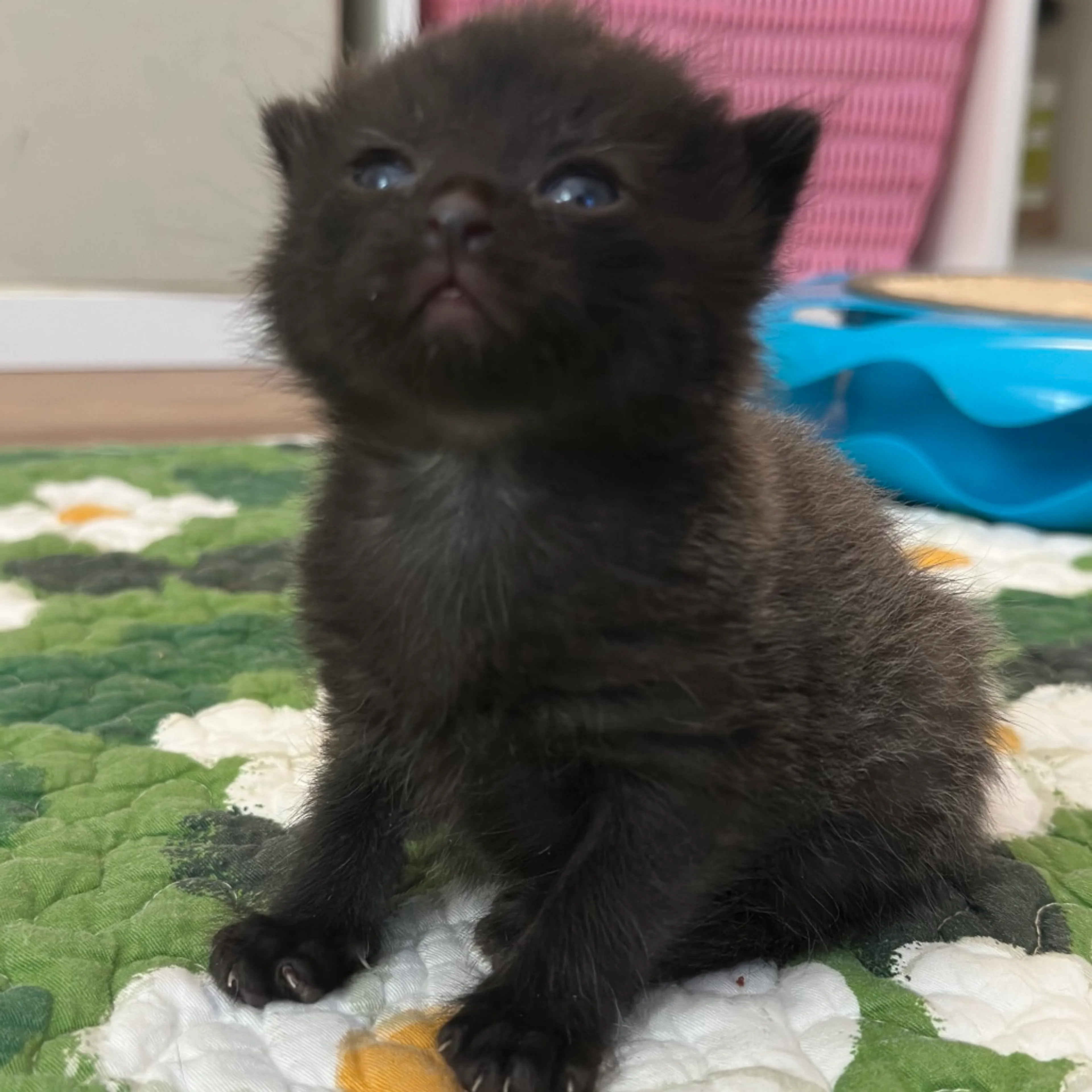 Found pet-1