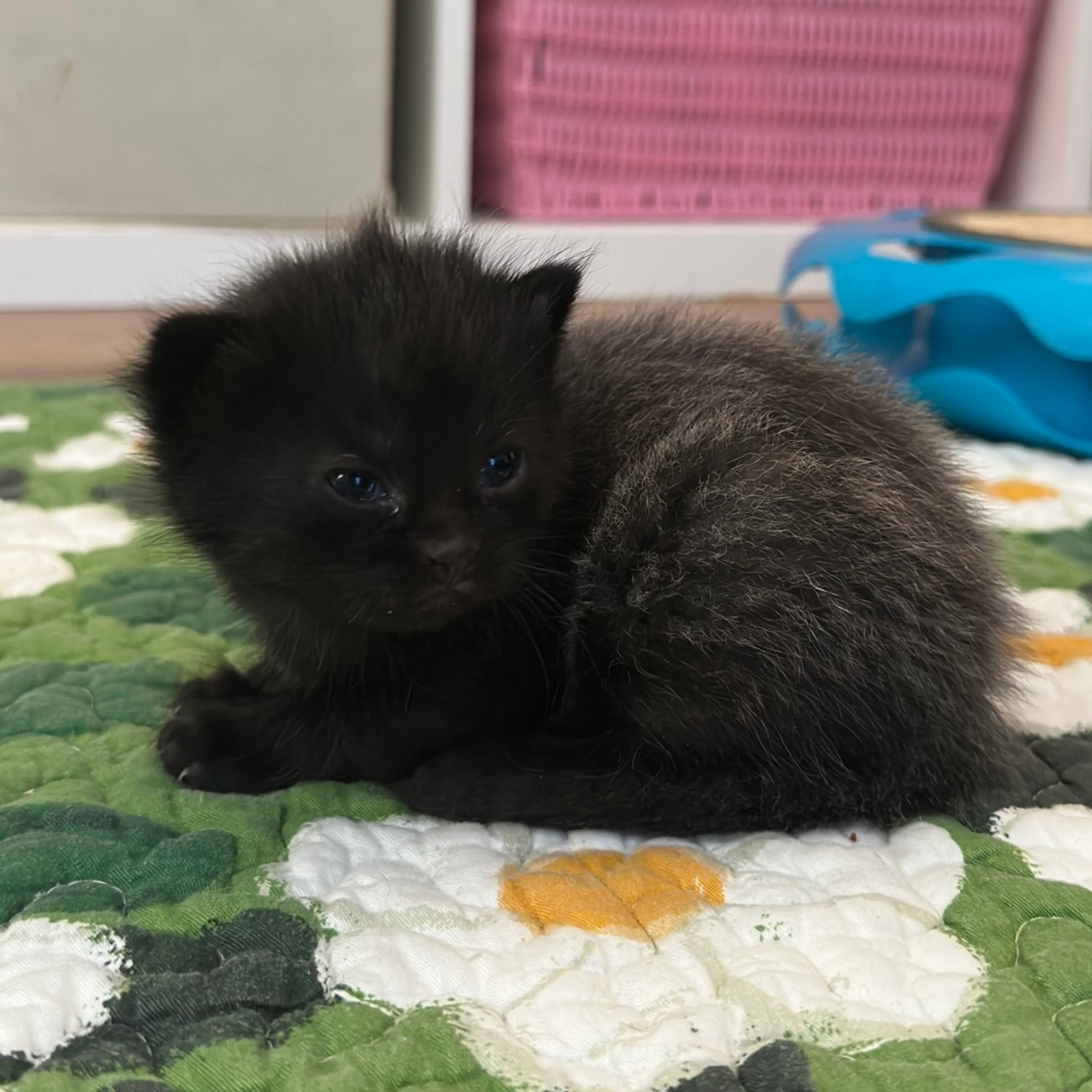 Found pet-2