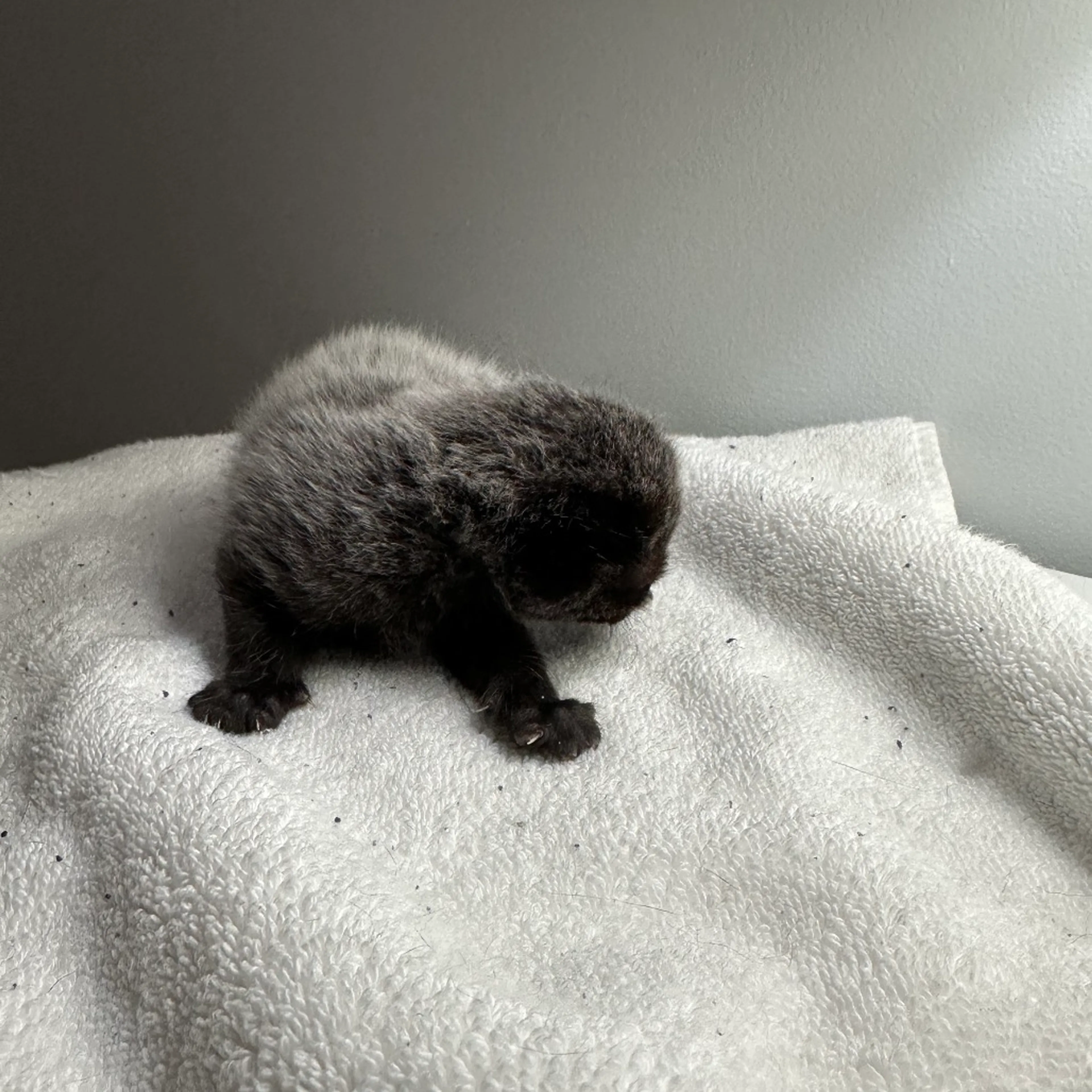 Found pet-1