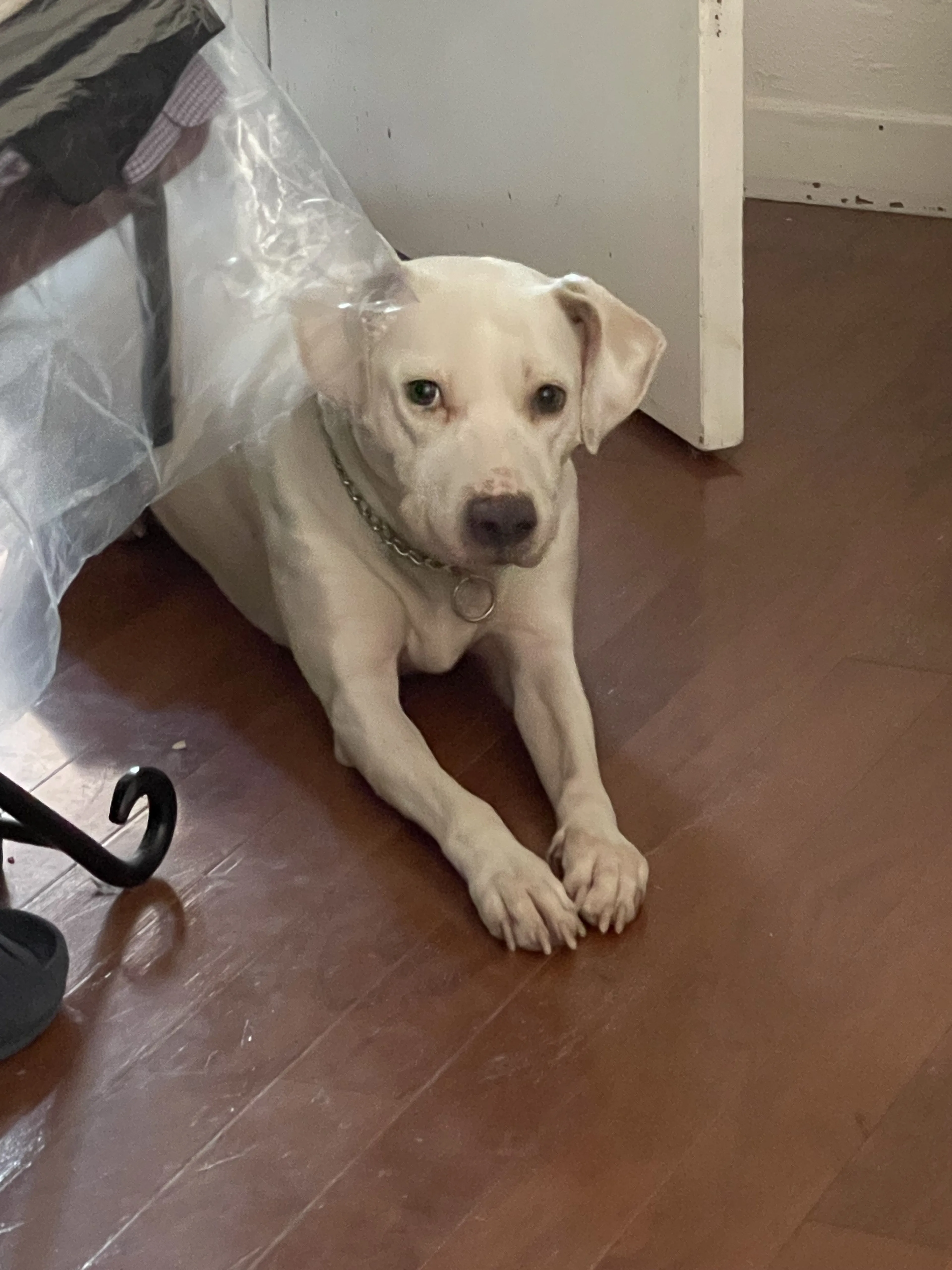 Lost pet-0
