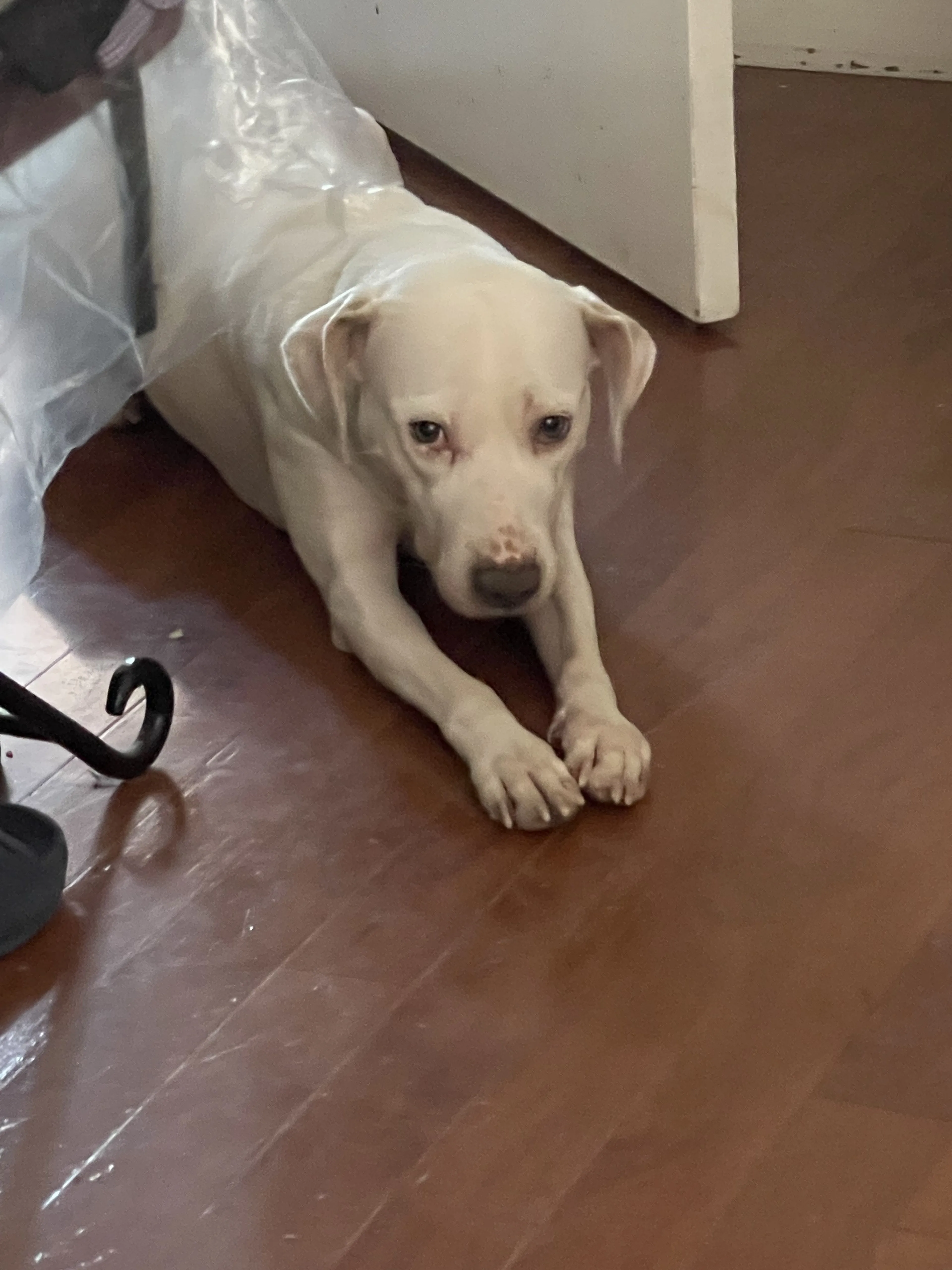Lost pet-1