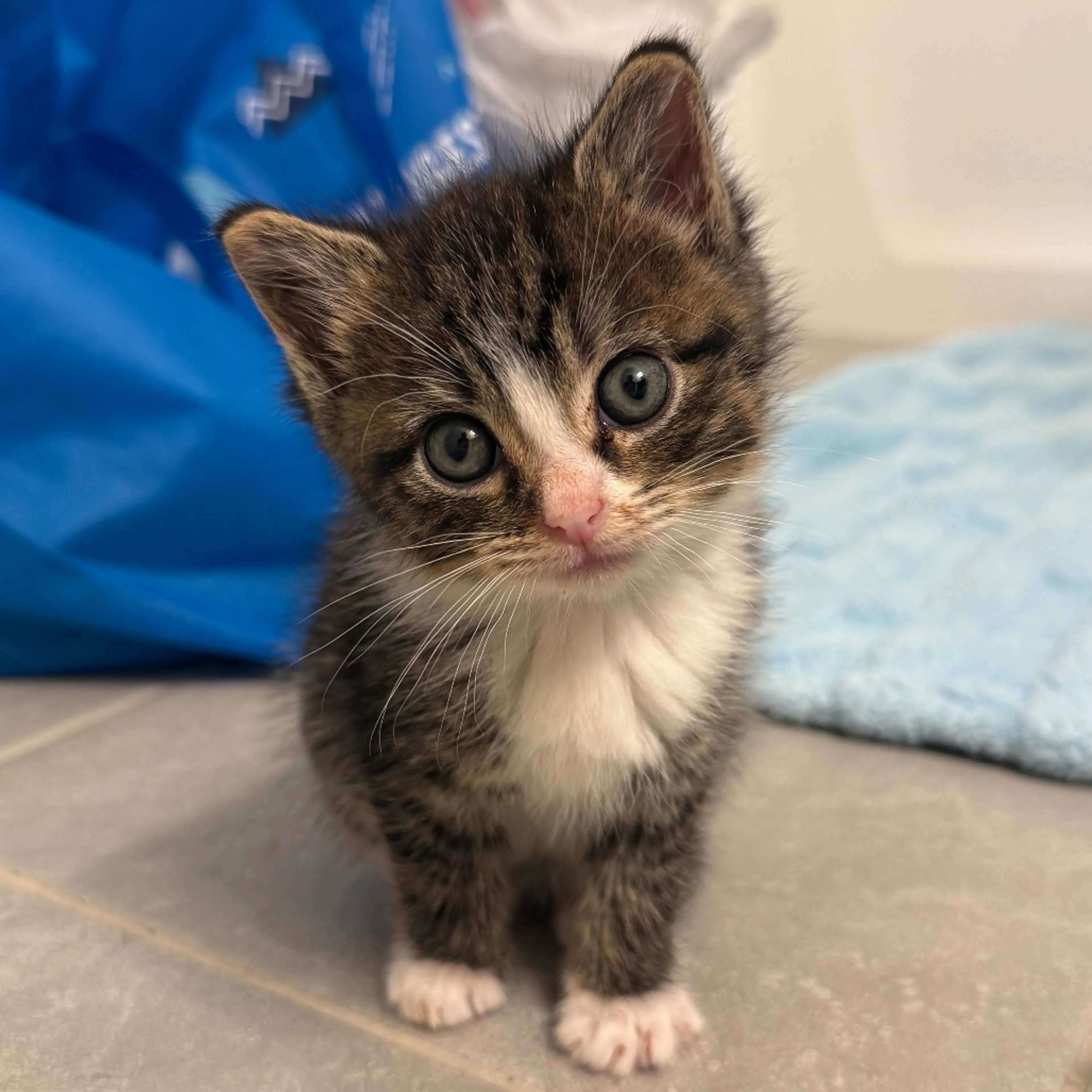Found pet-1