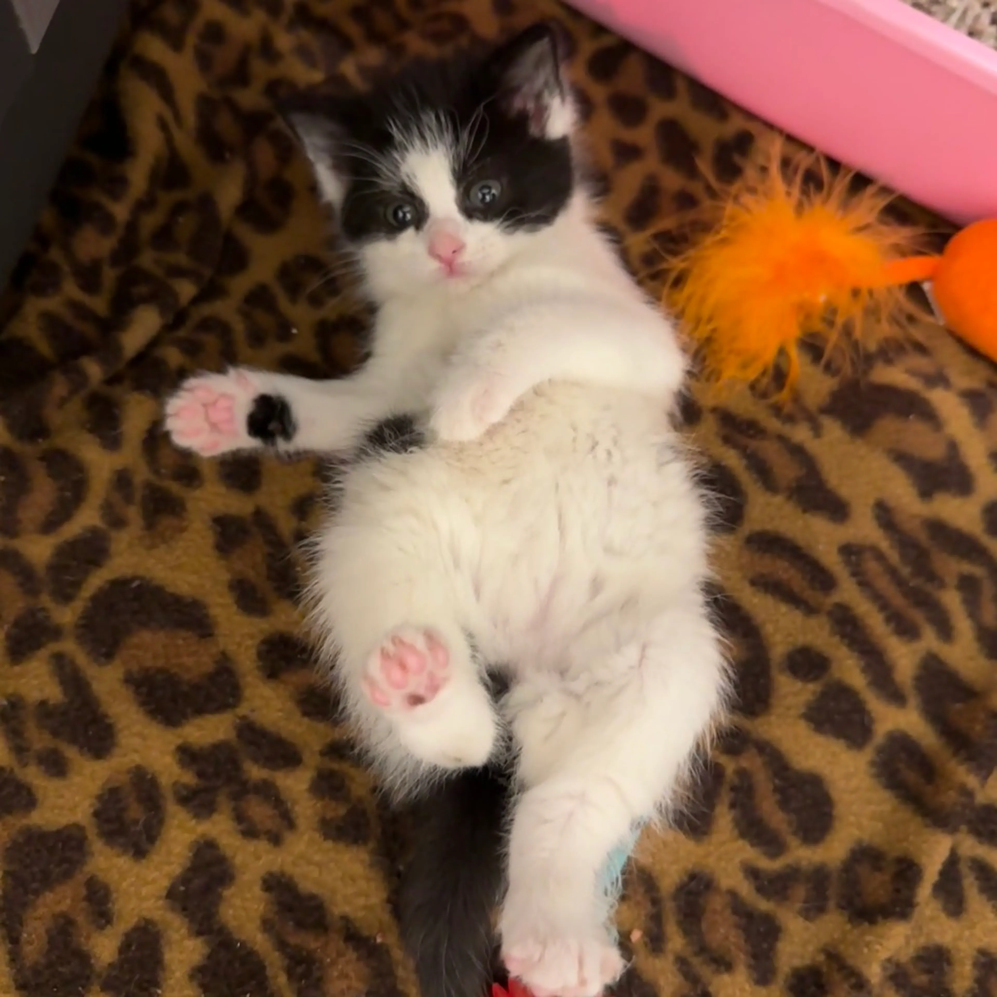 Found pet-1