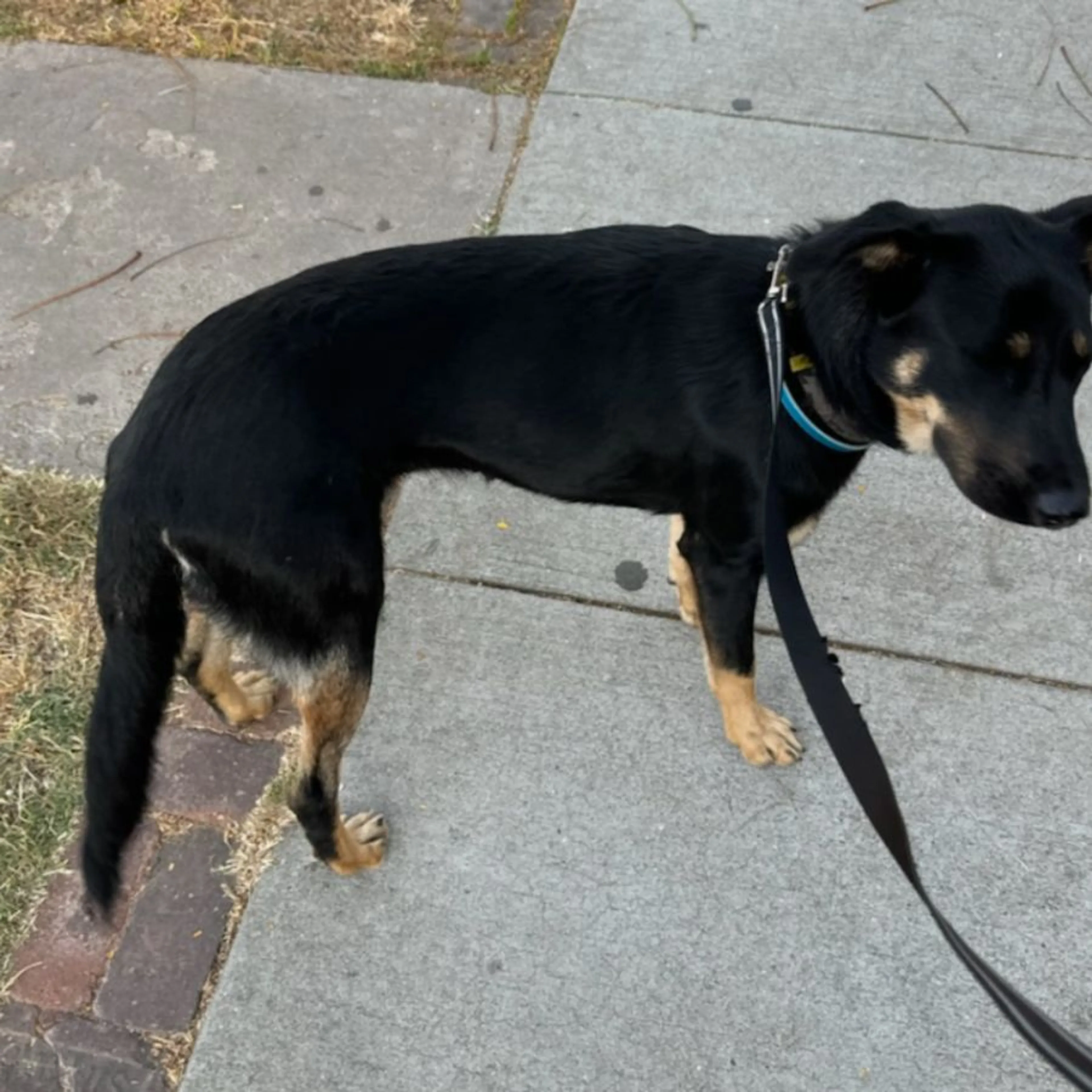 Lost pet