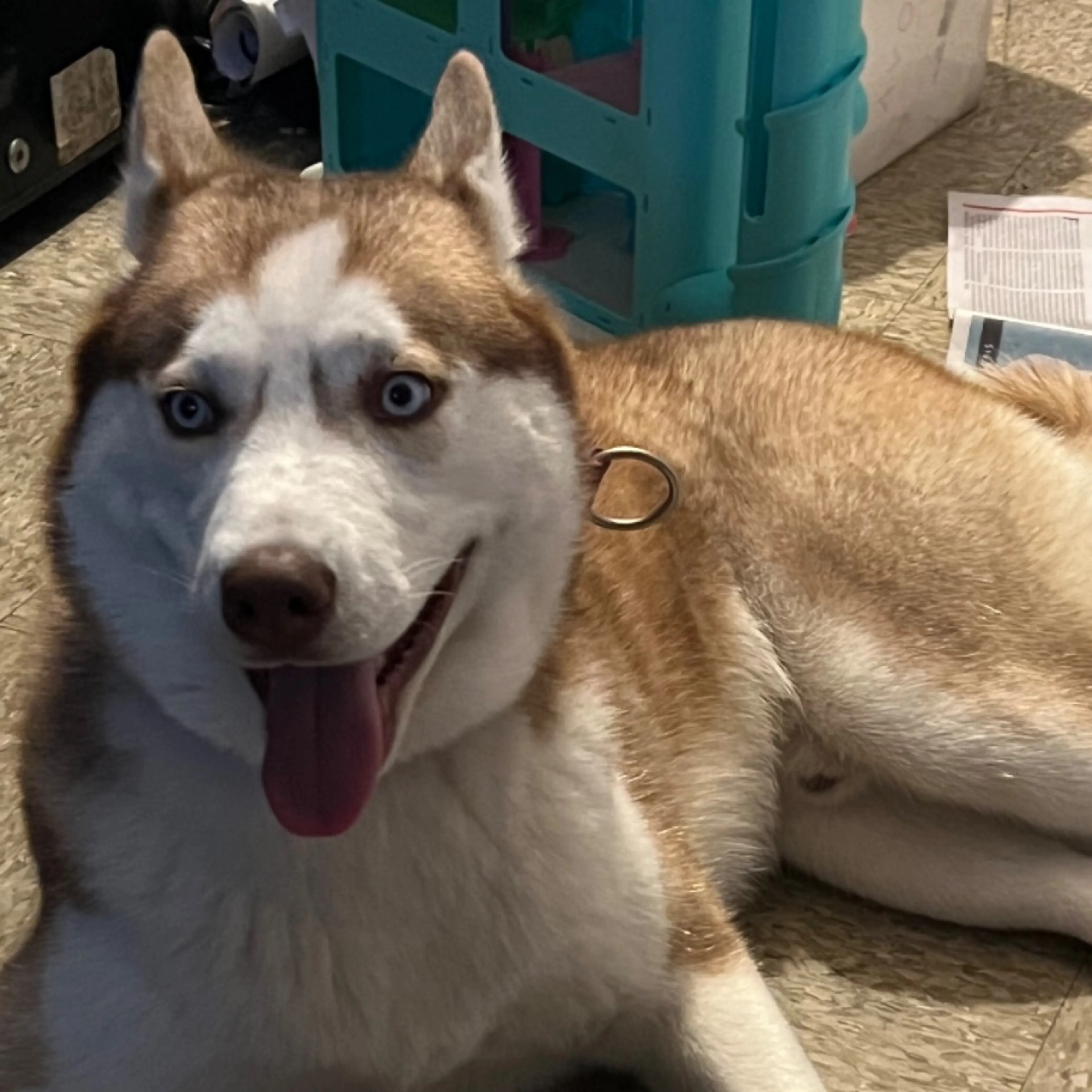 Lost pet-0