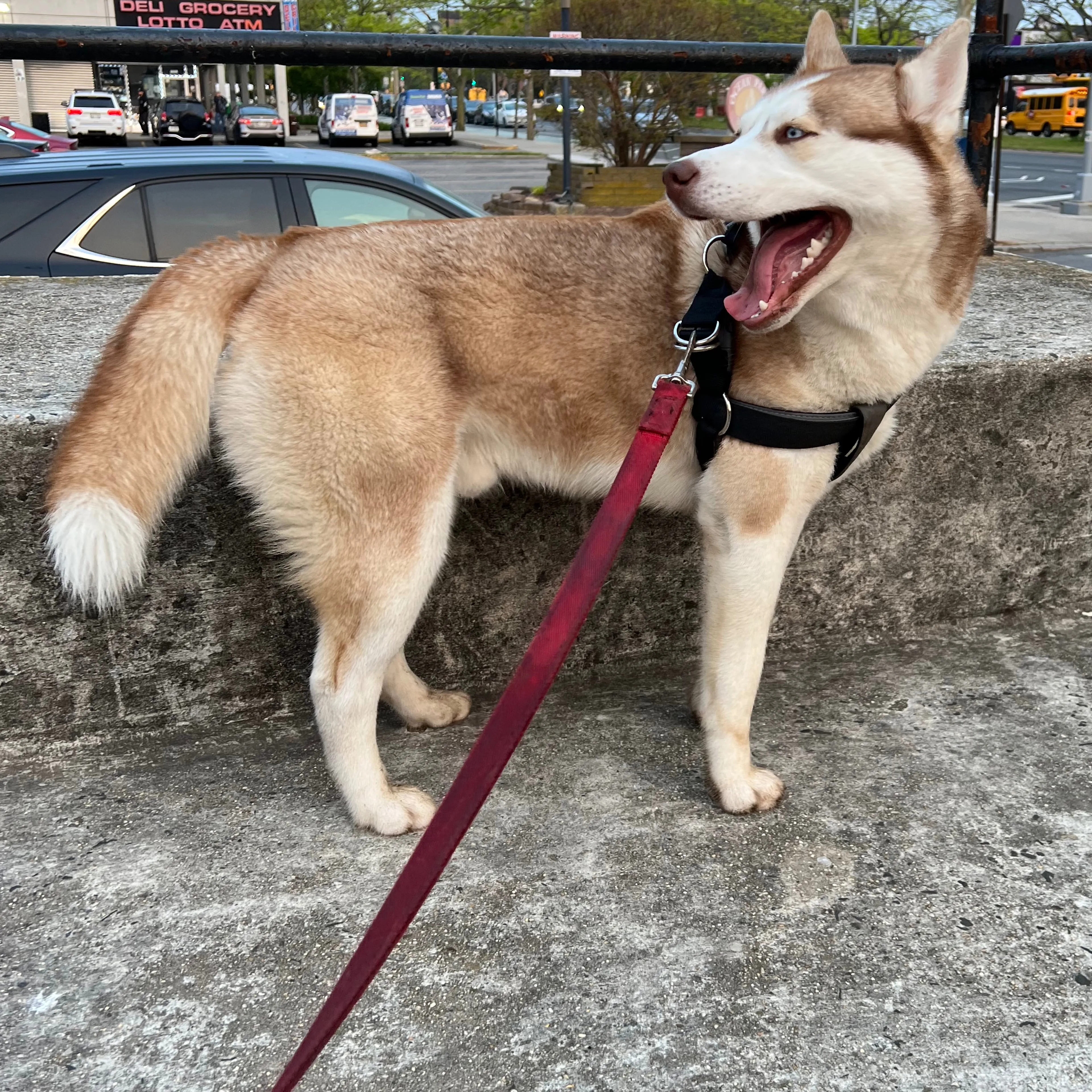 Lost pet-2