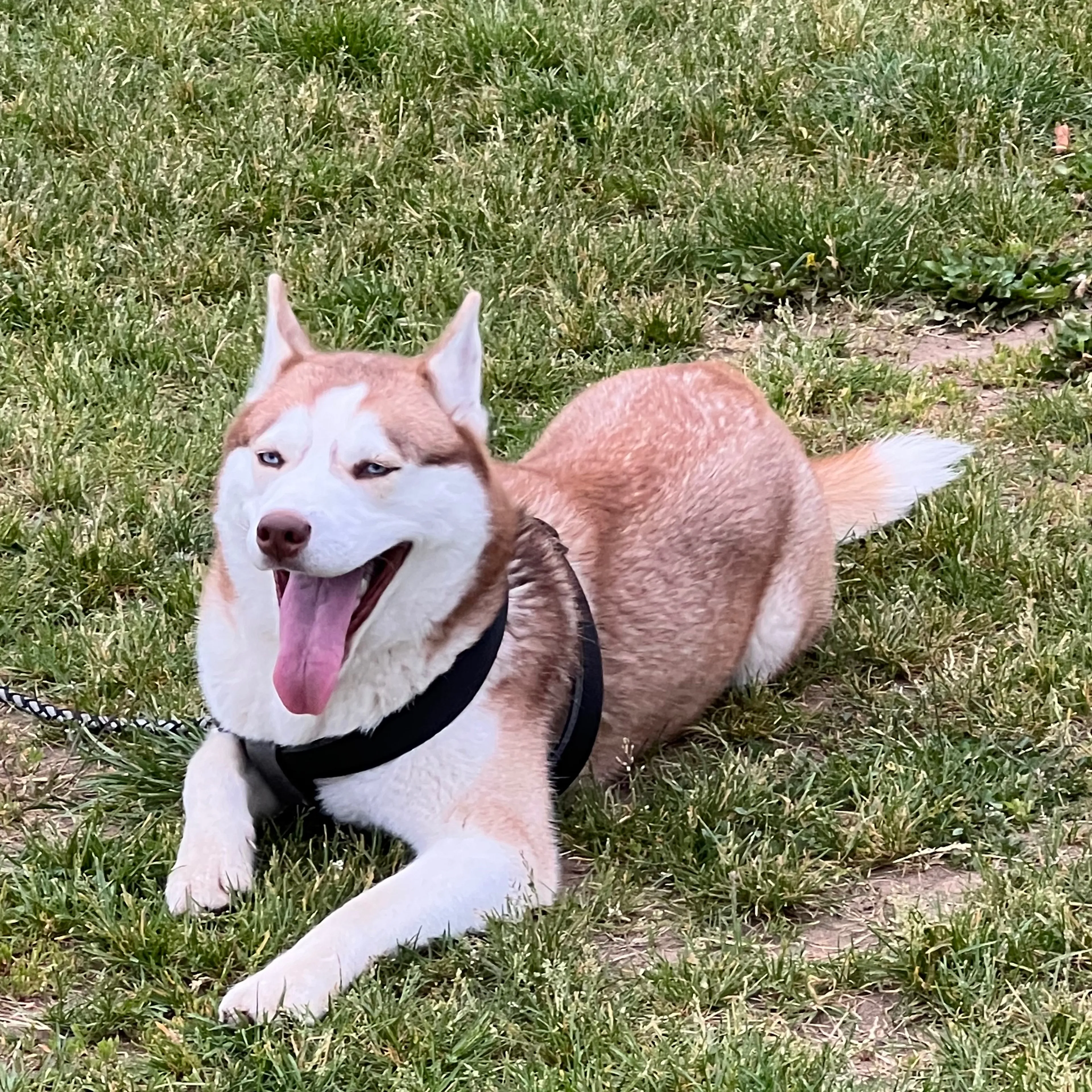 Lost pet-3