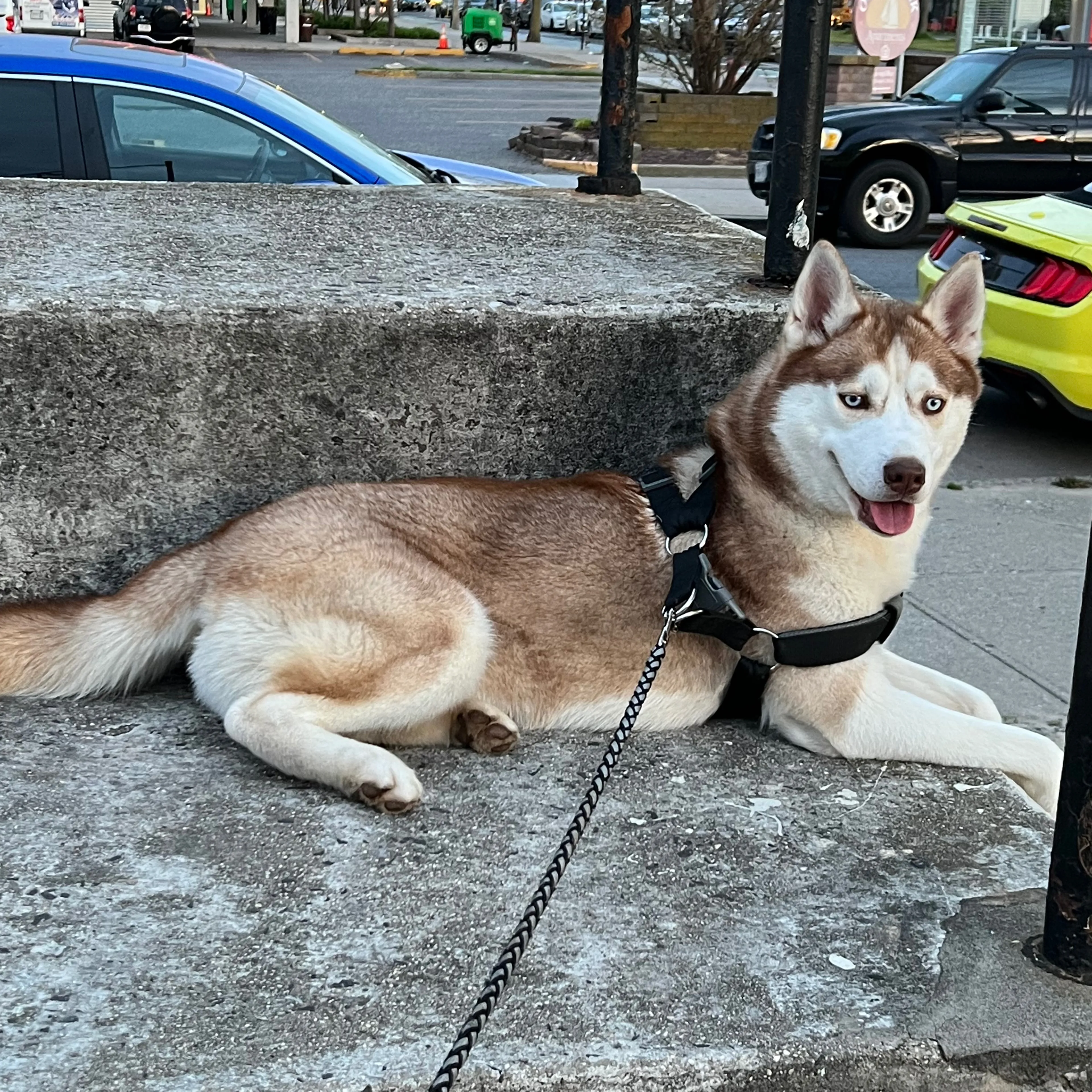 Lost pet-1