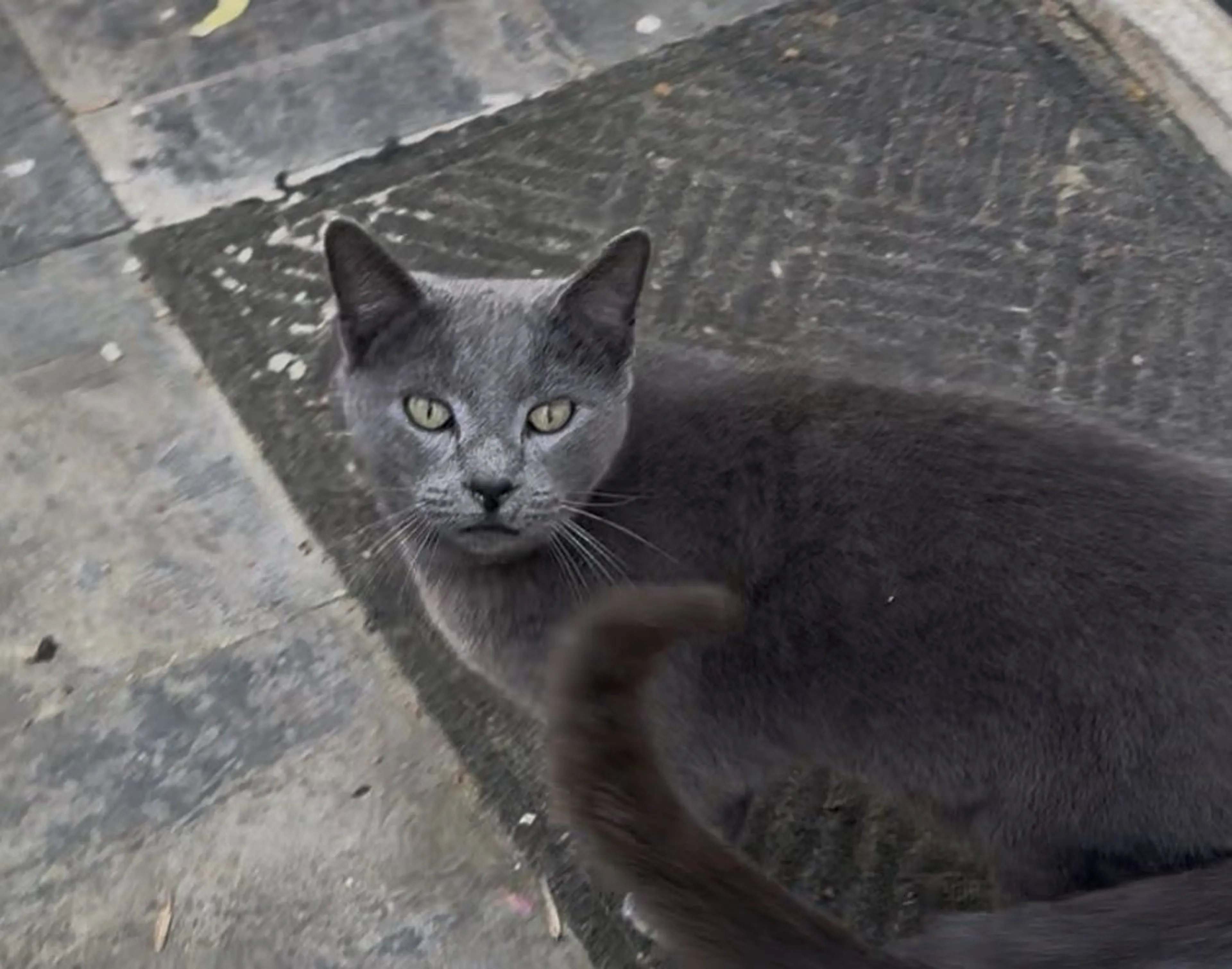 Lost pet-0