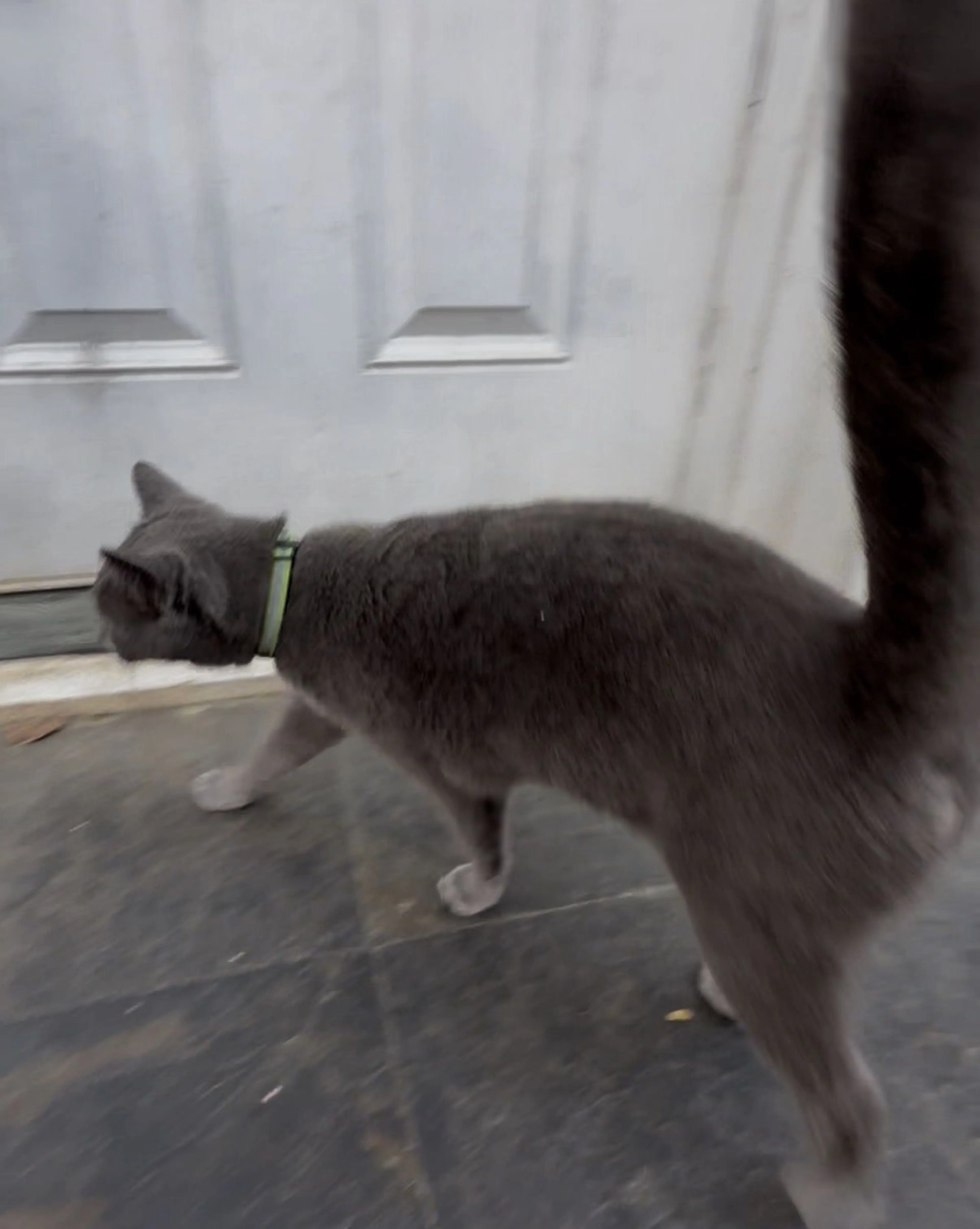 Lost pet-1