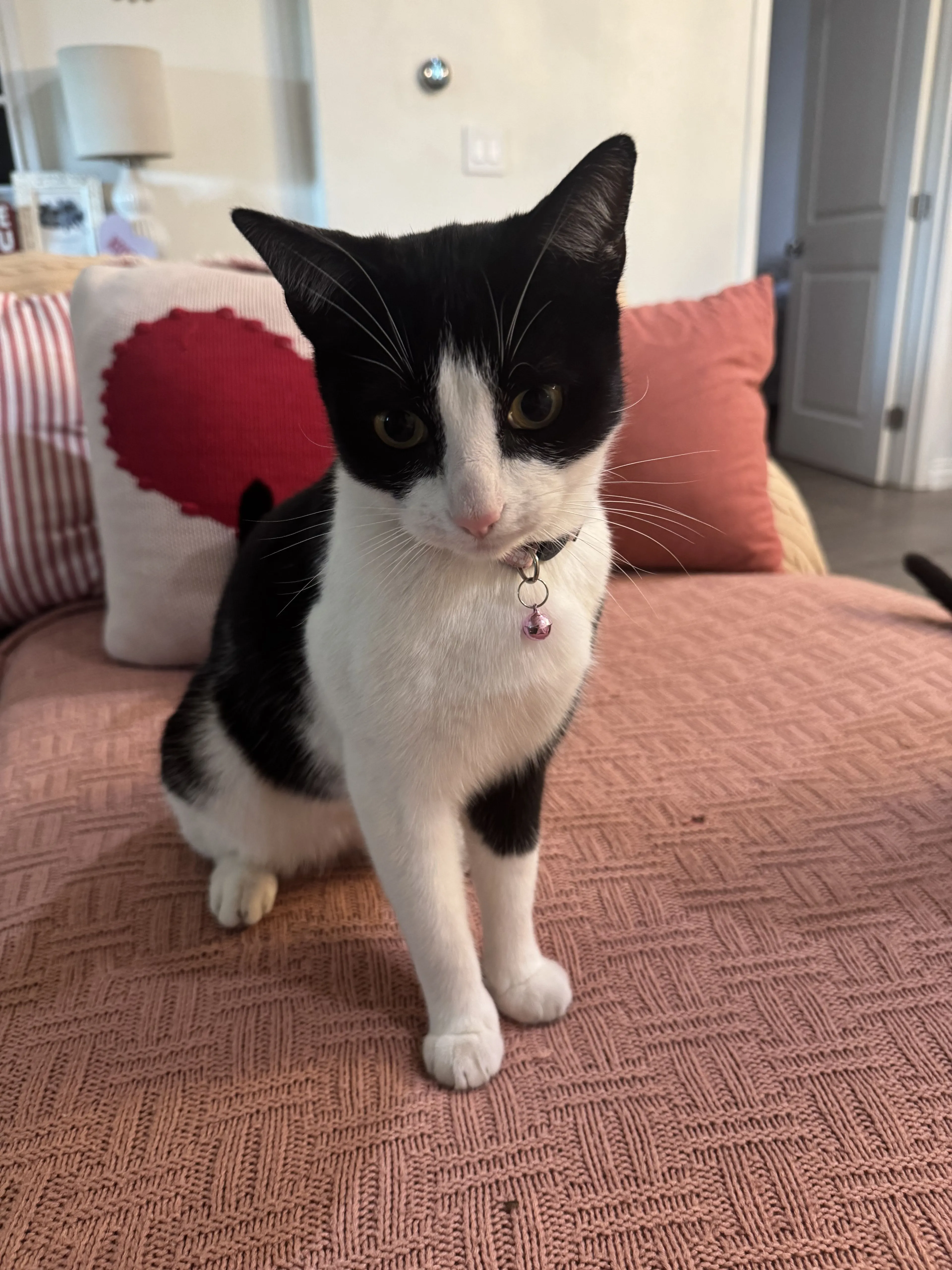 Lost pet