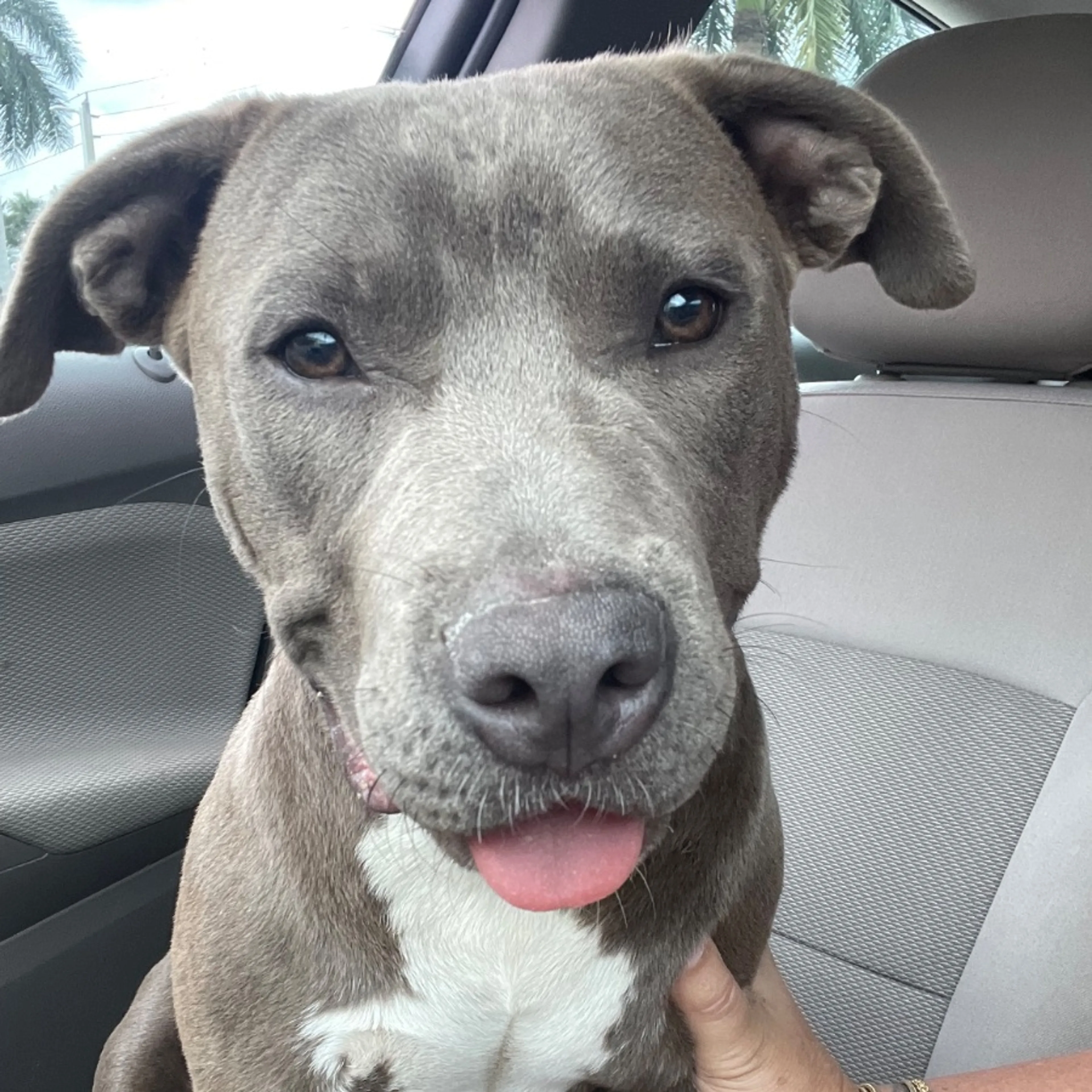 Found pet