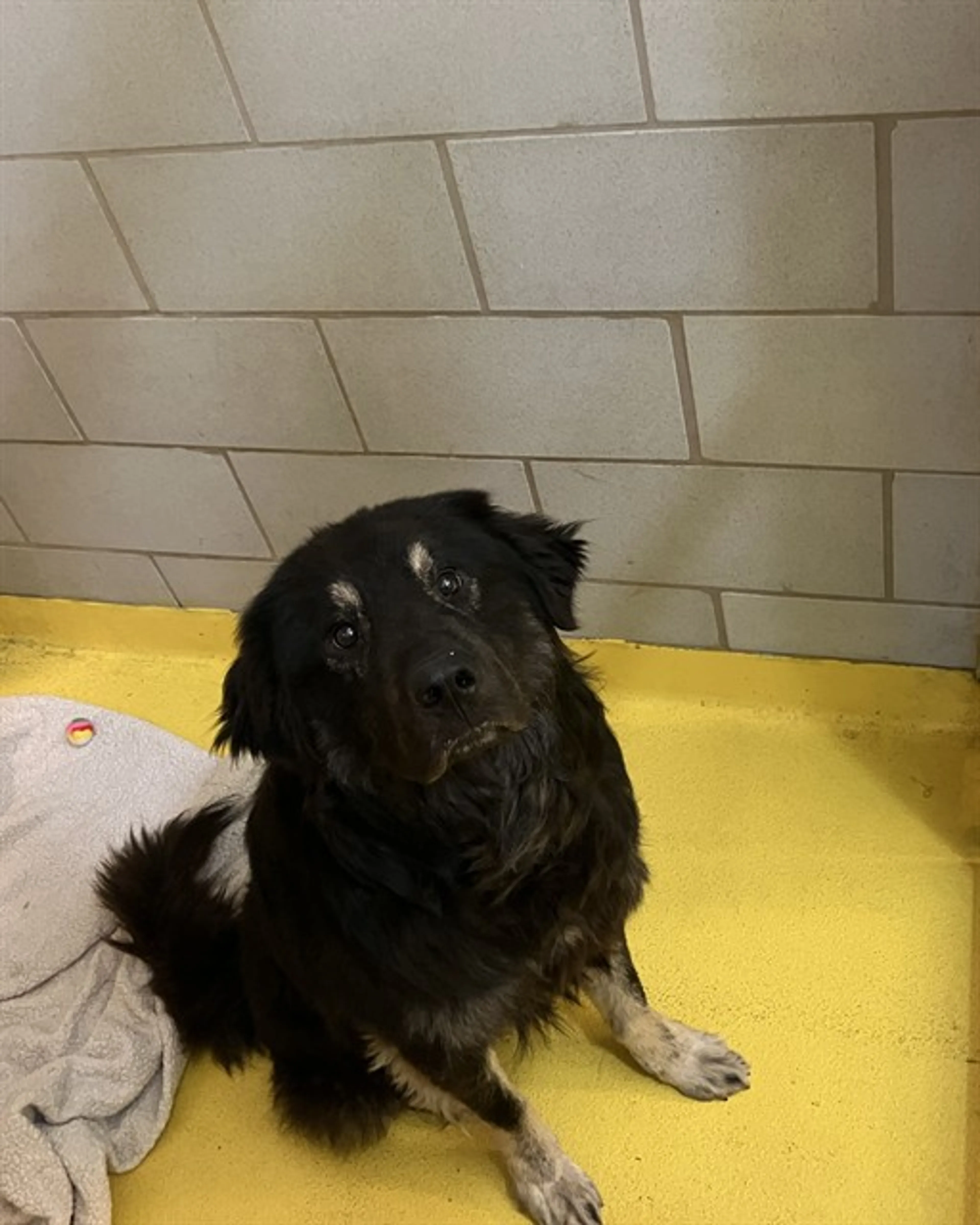 Found pet