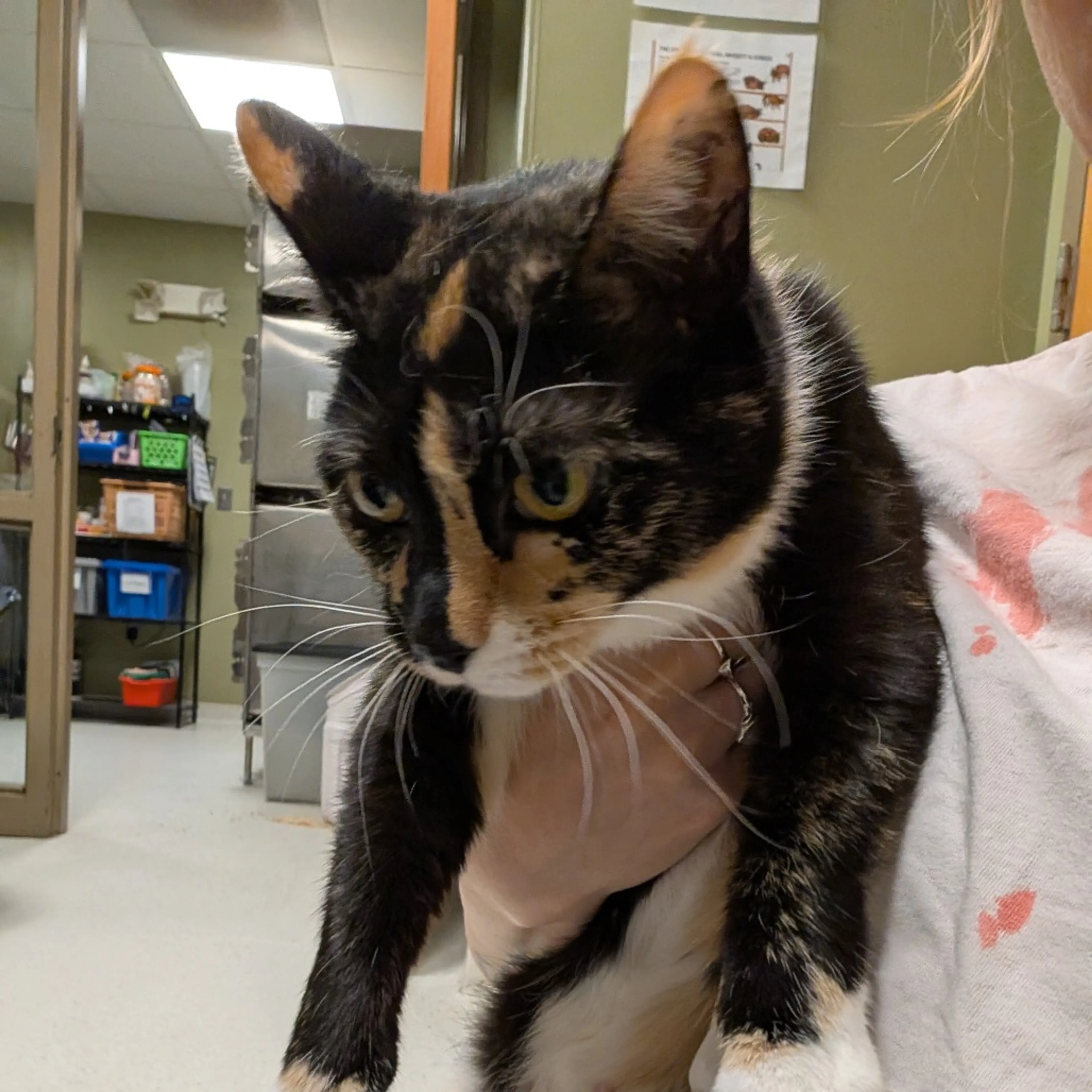 Found pet