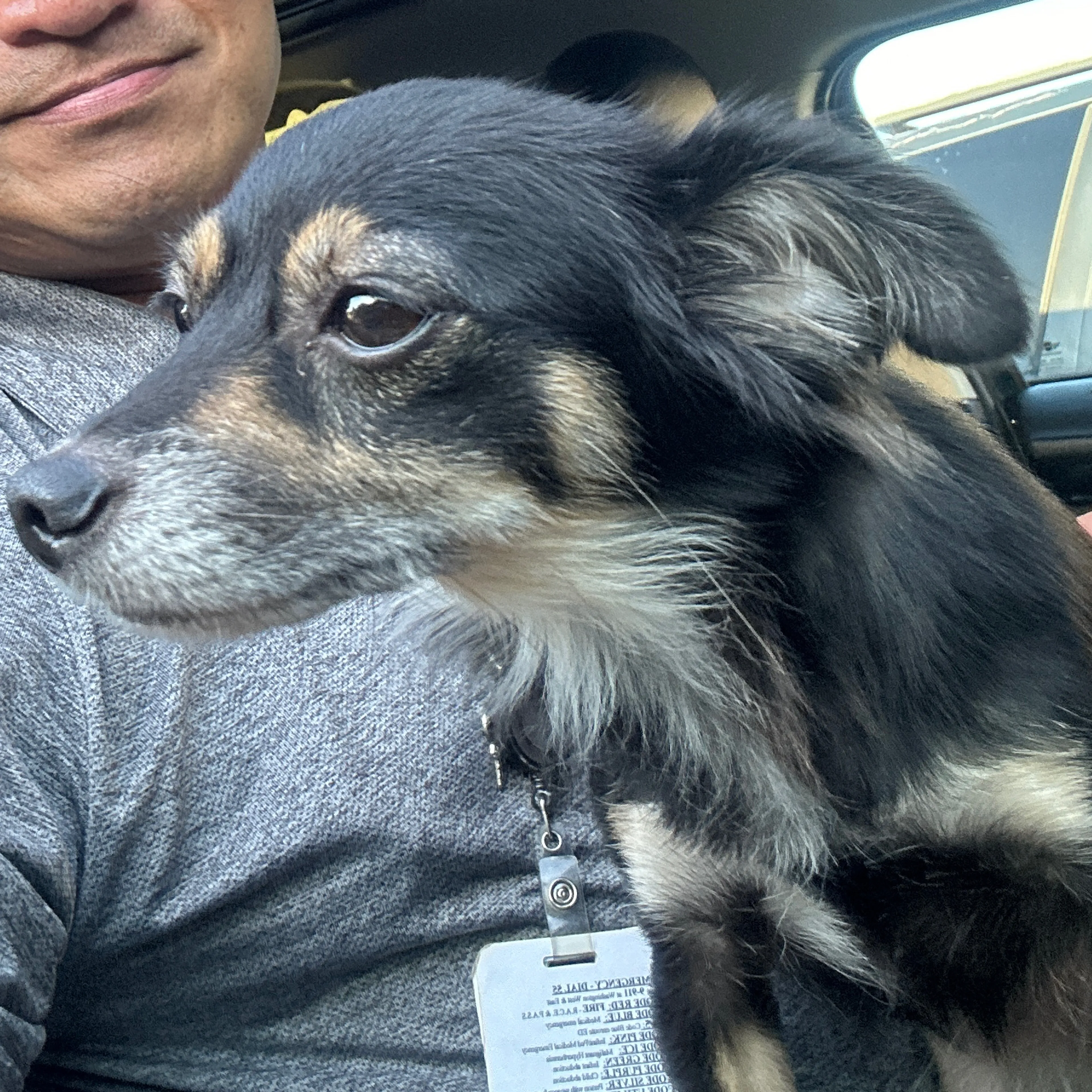 Lost pet-3