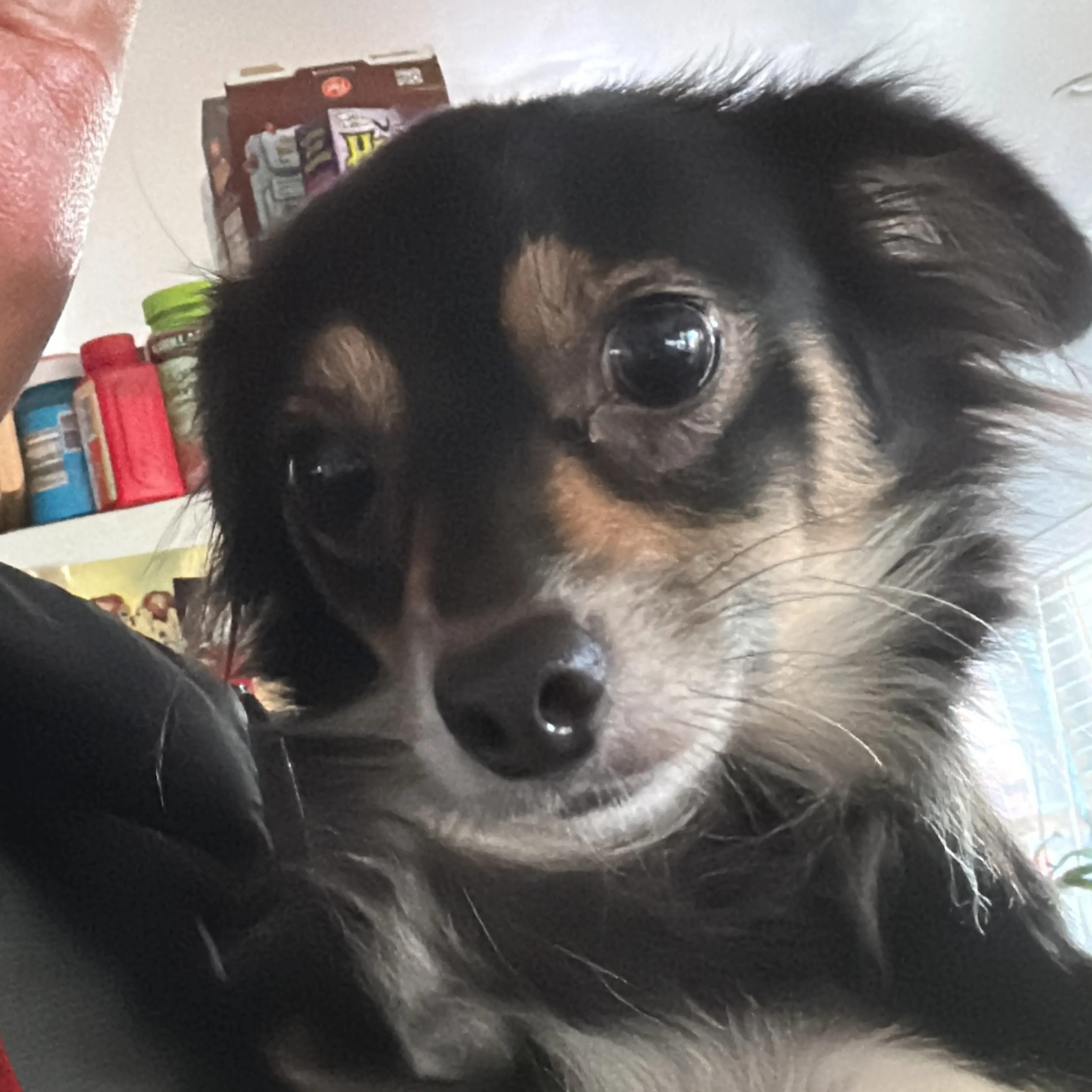 Lost pet-2