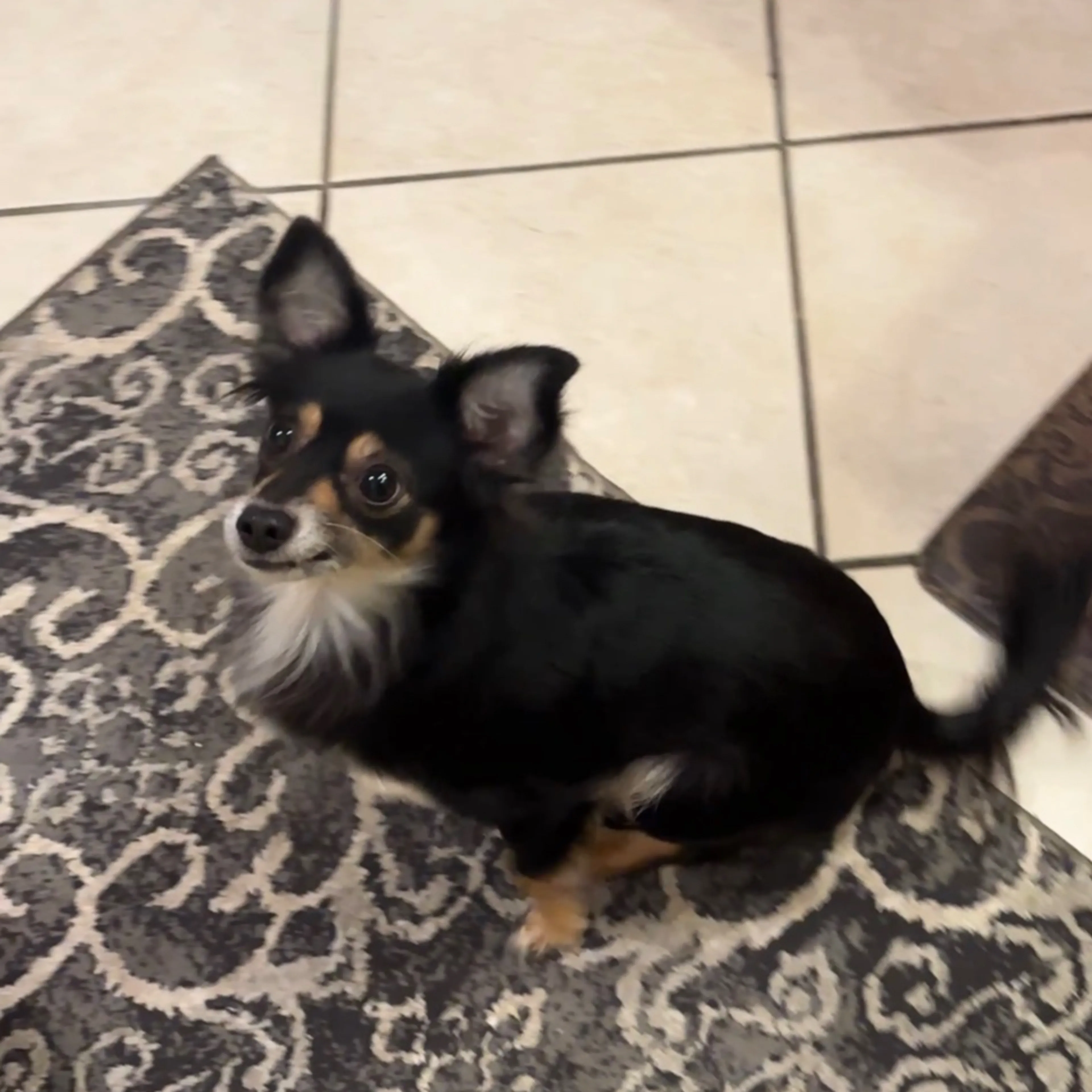 Lost pet-1