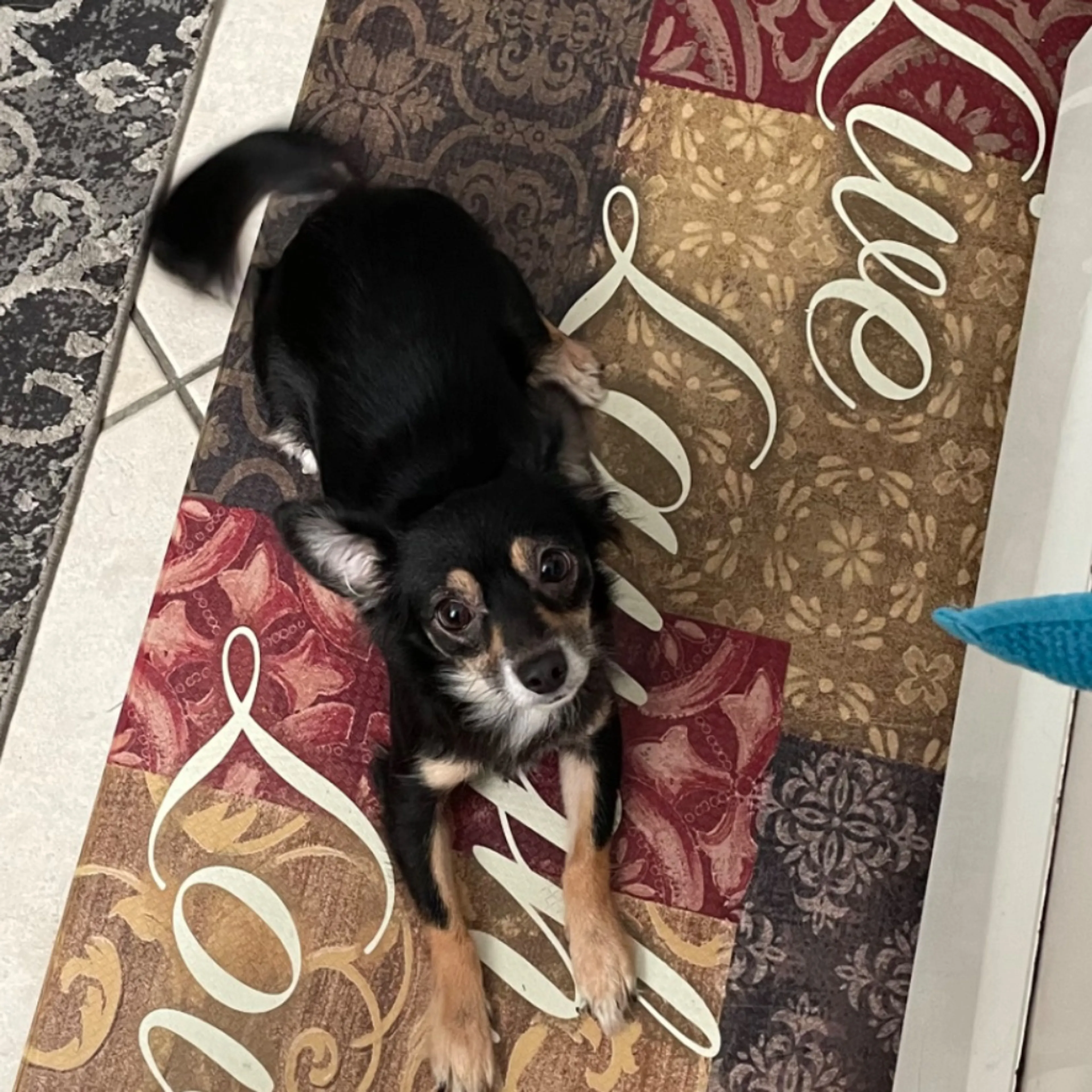 Lost pet-0