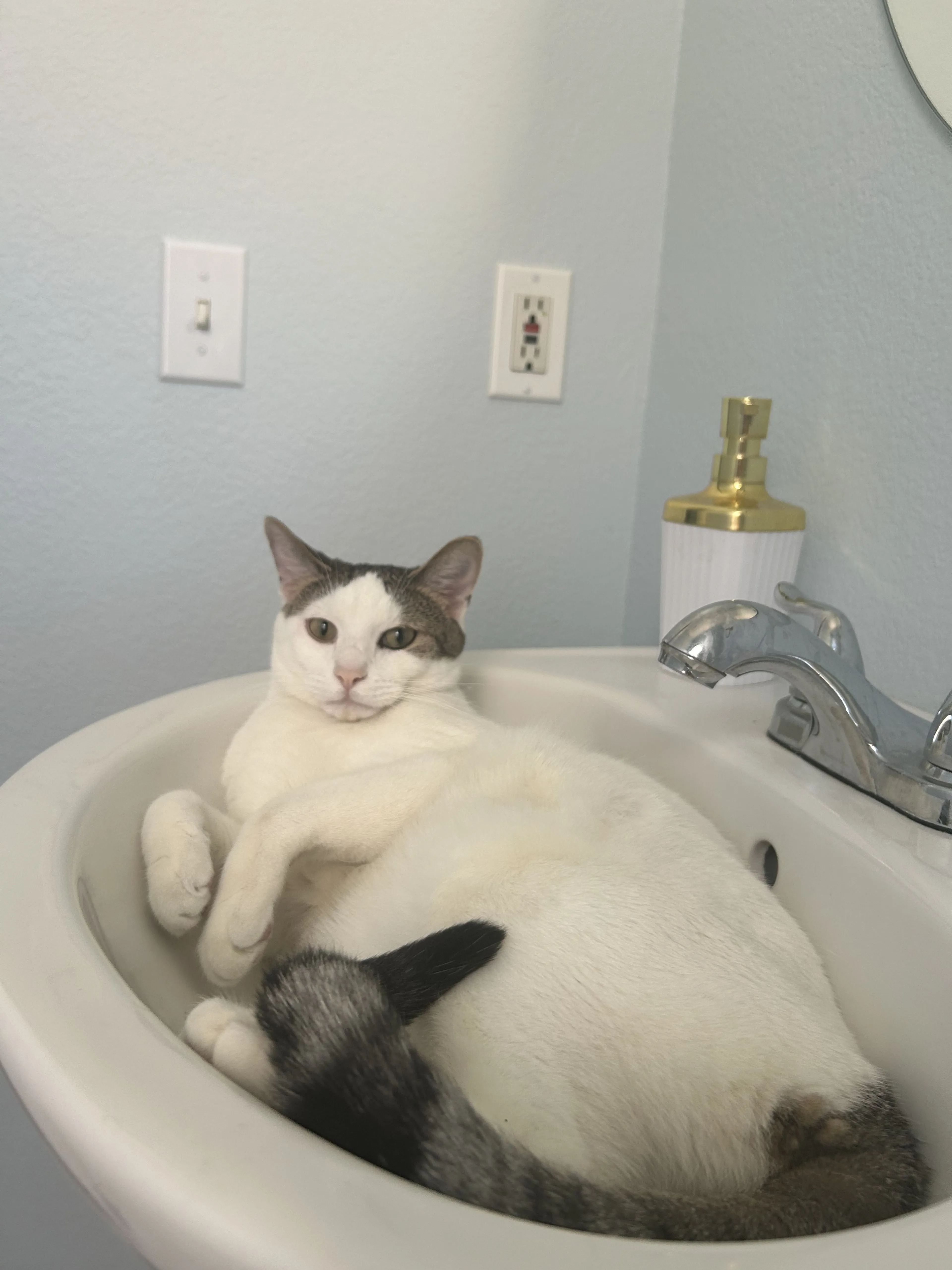 Lost pet