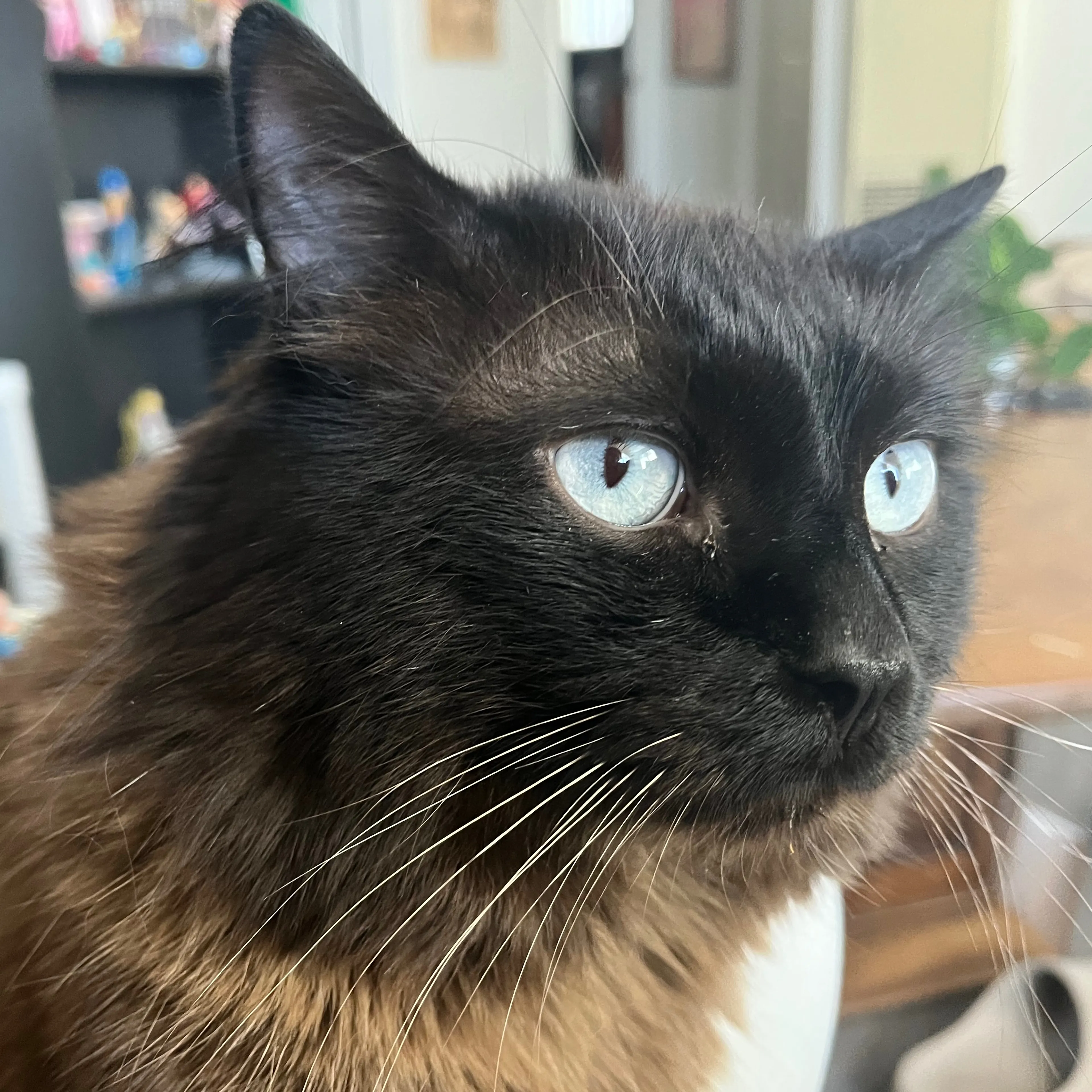 Lost pet-1