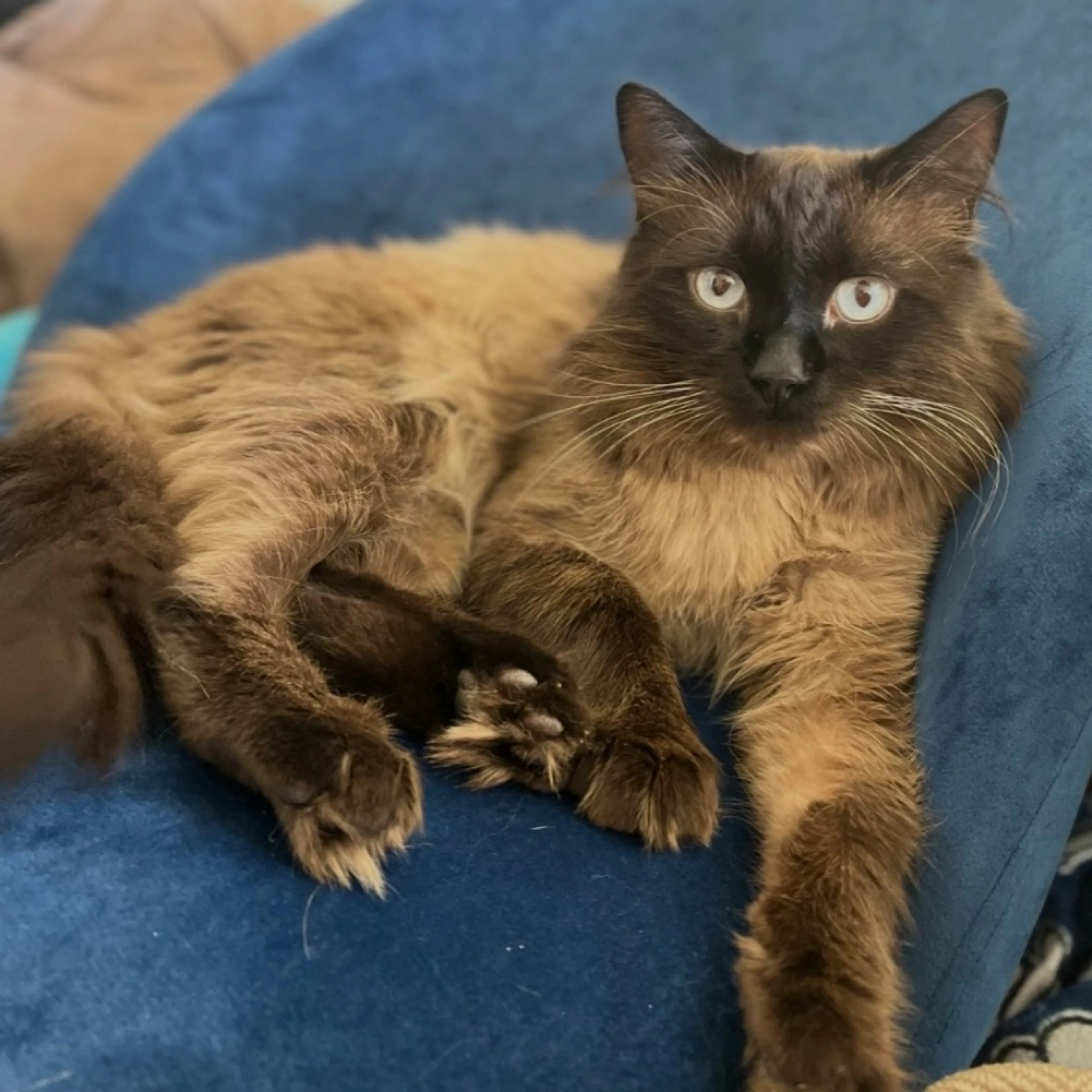 Lost pet-0