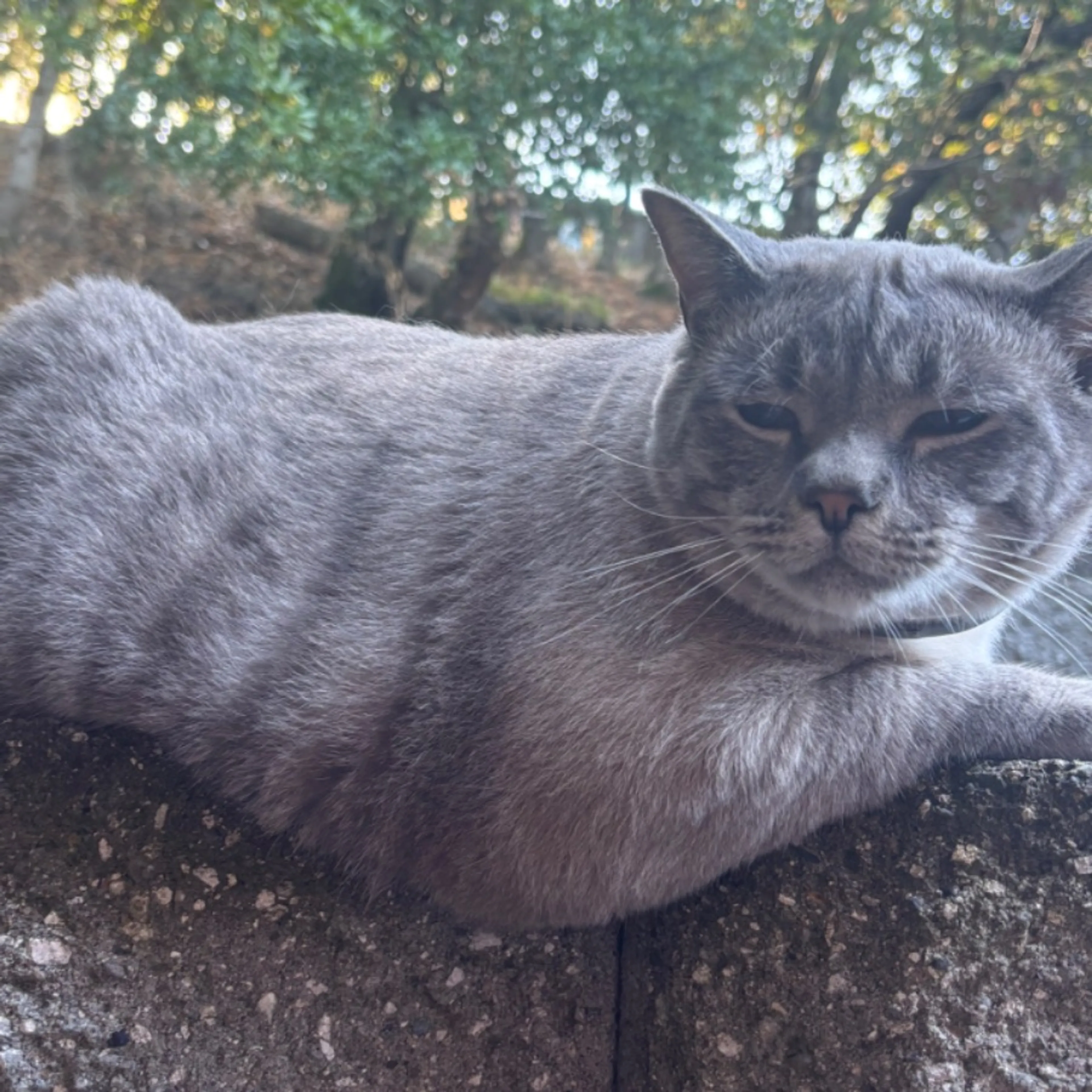 Lost pet
