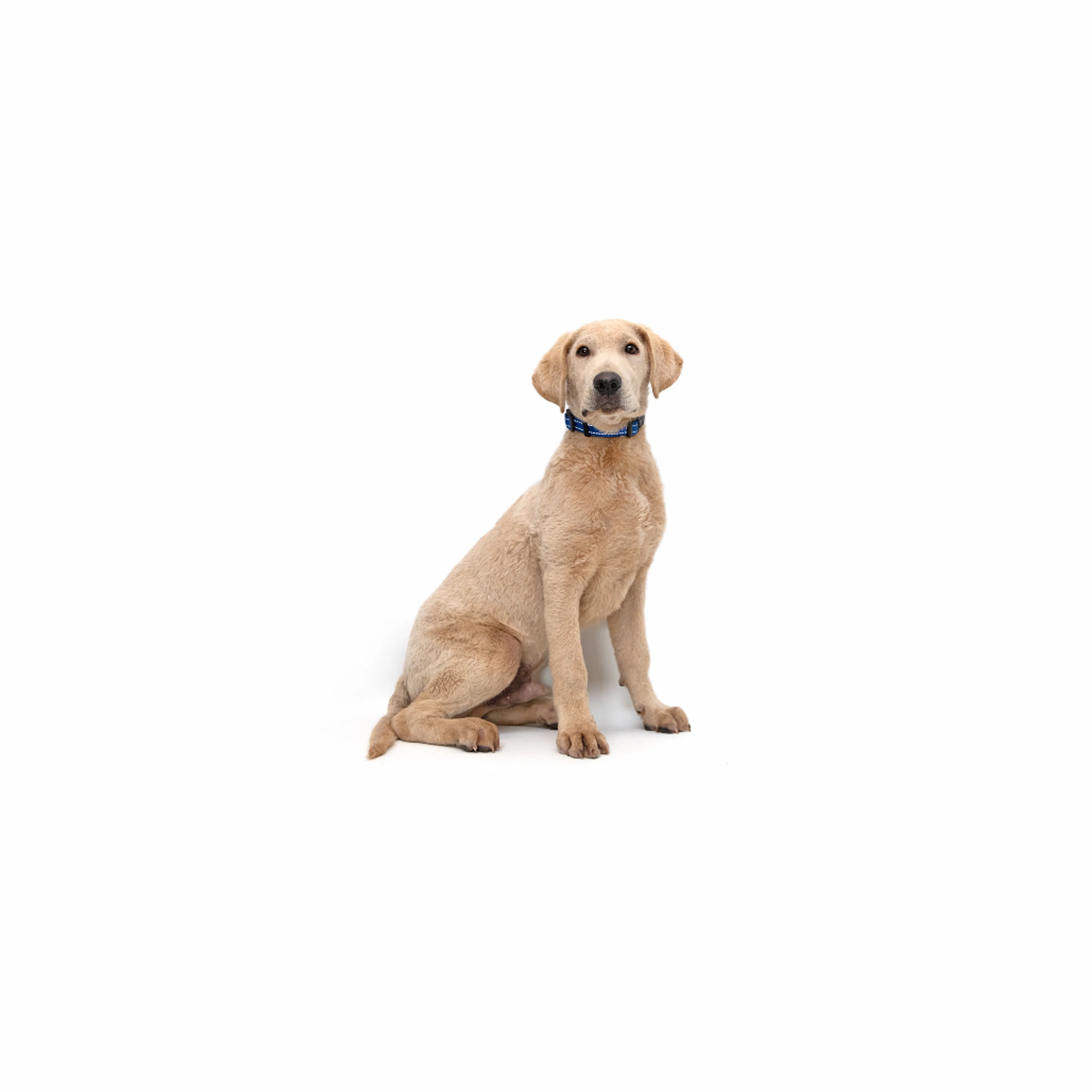 cdn image