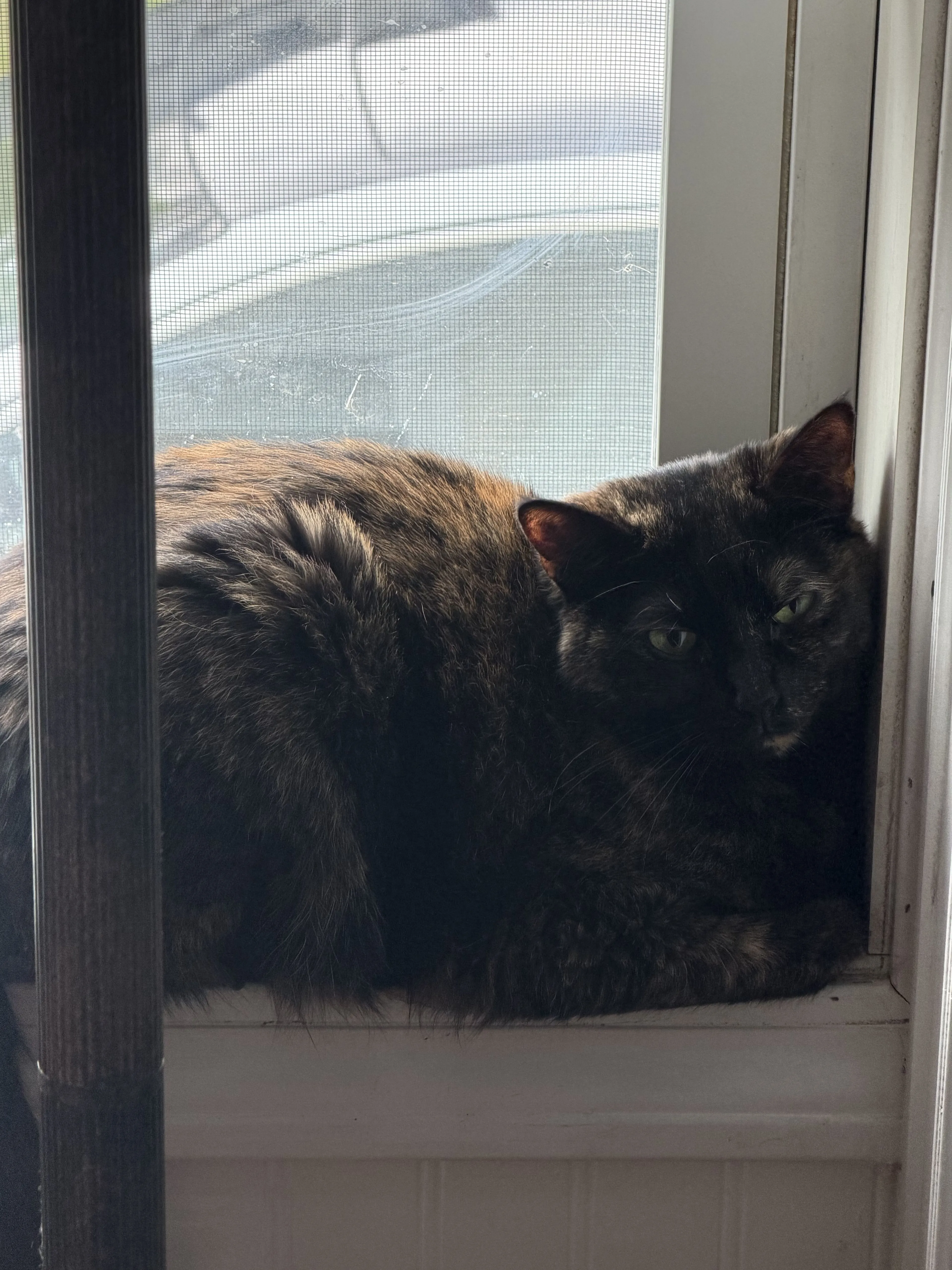 Lost pet