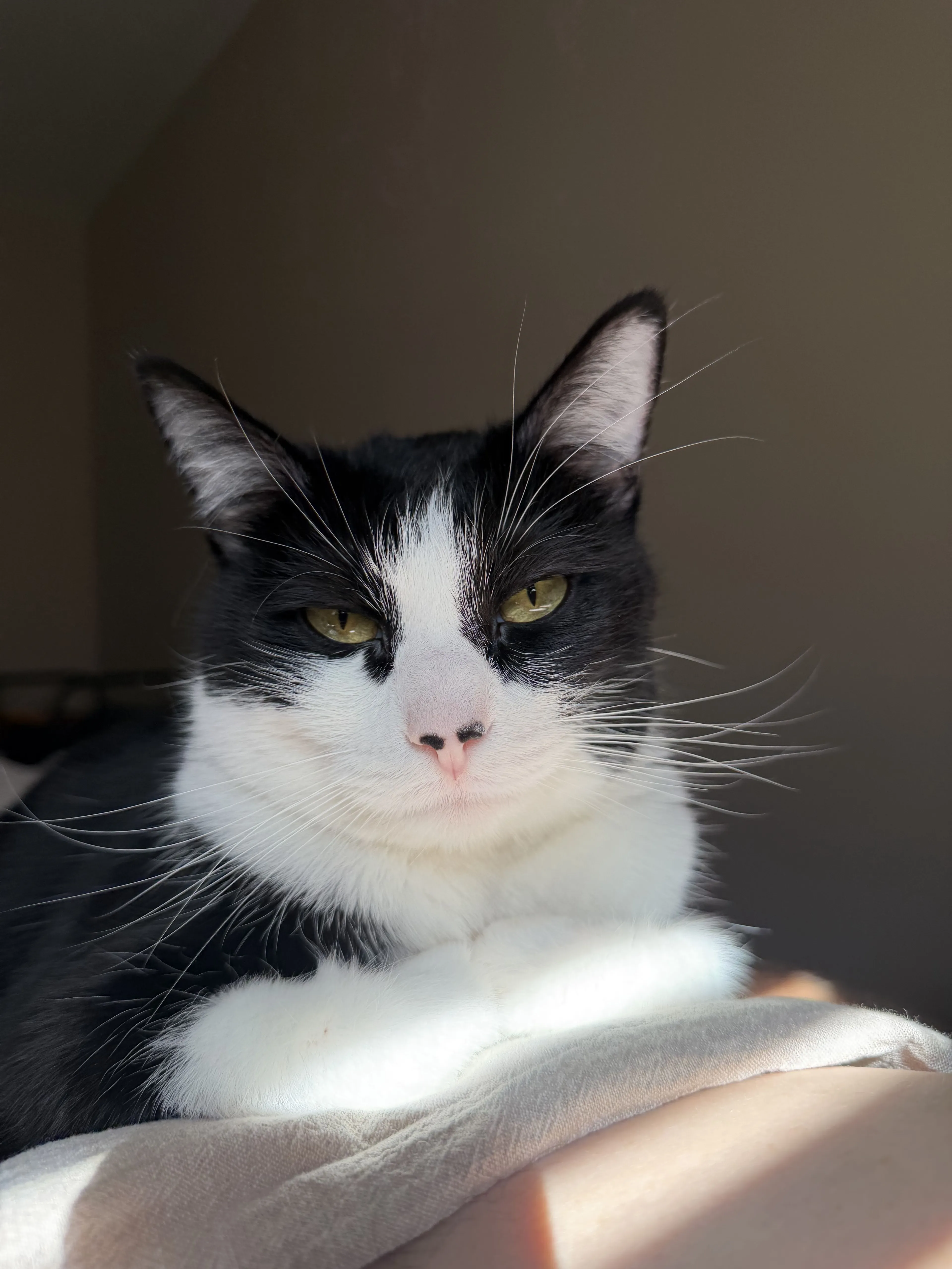 Lost pet