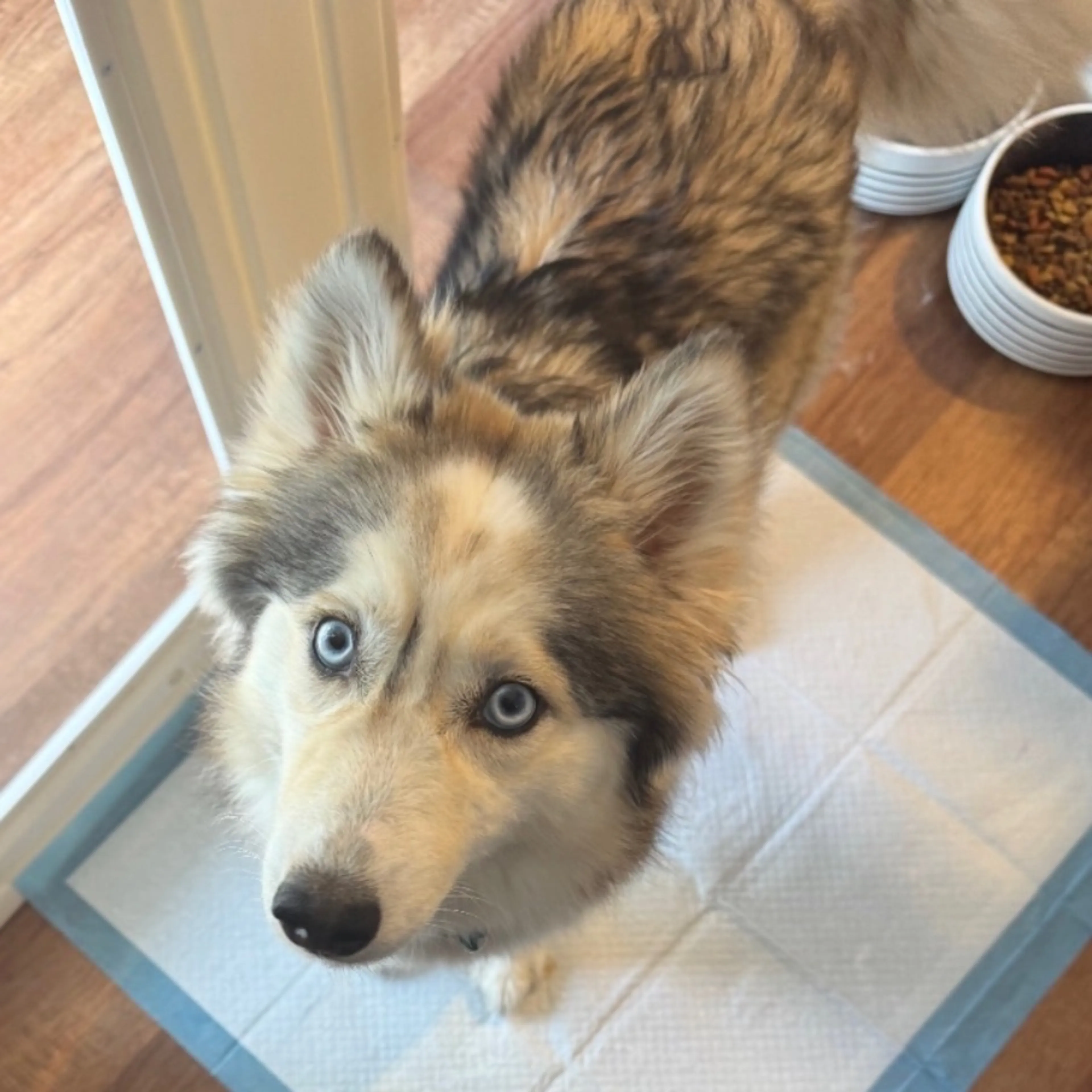 Lost pet-0