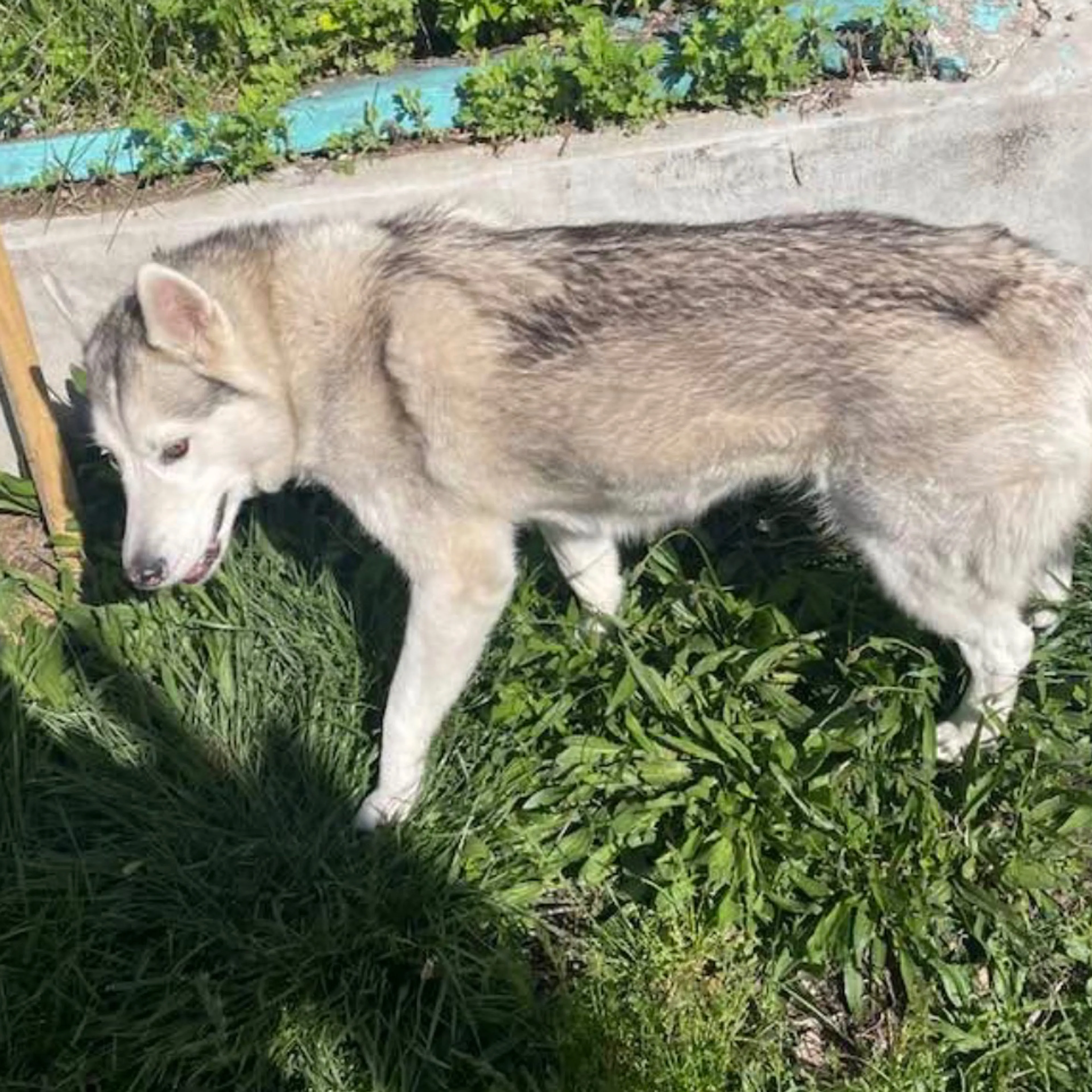Lost pet-1