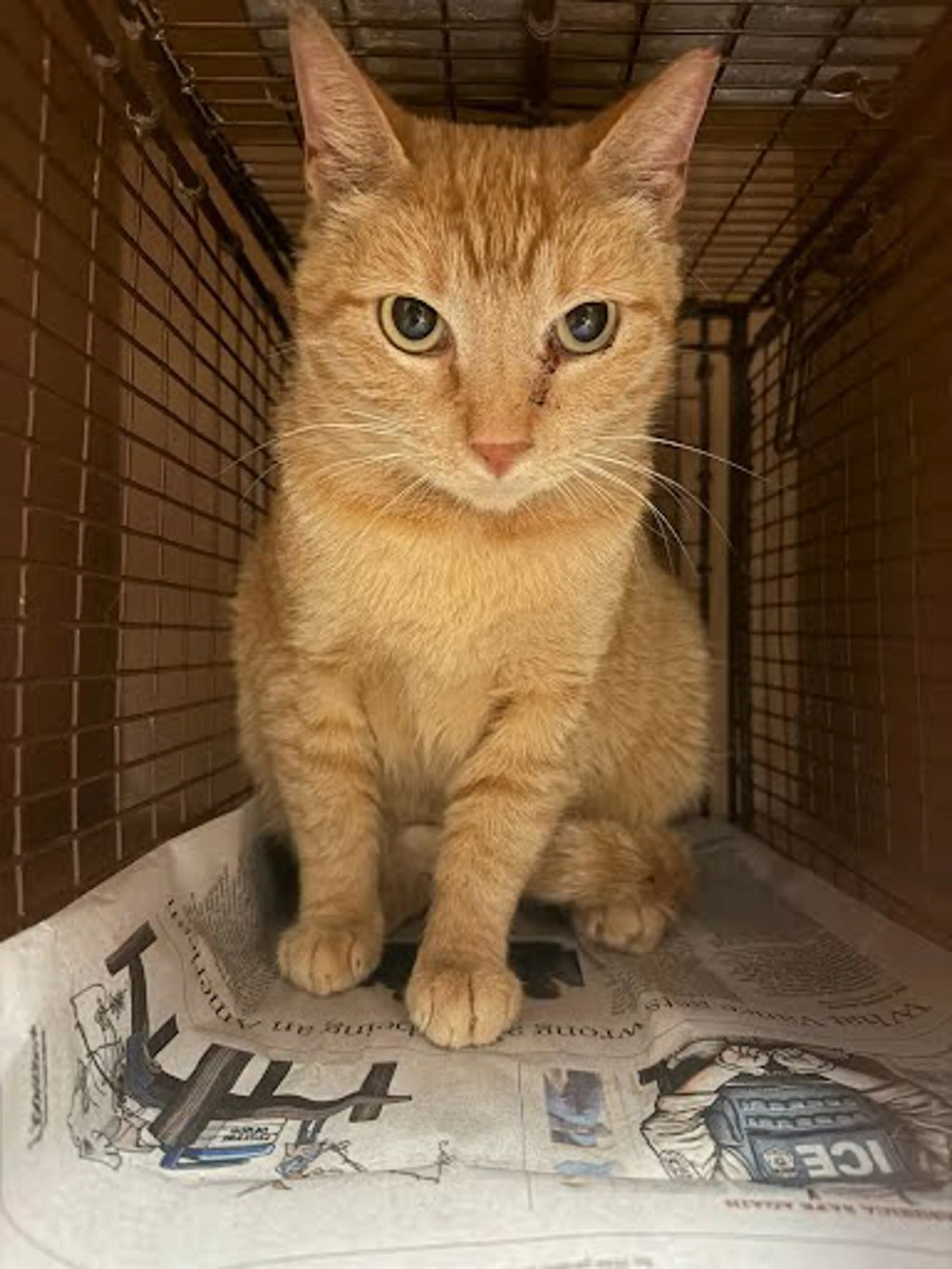 Found pet