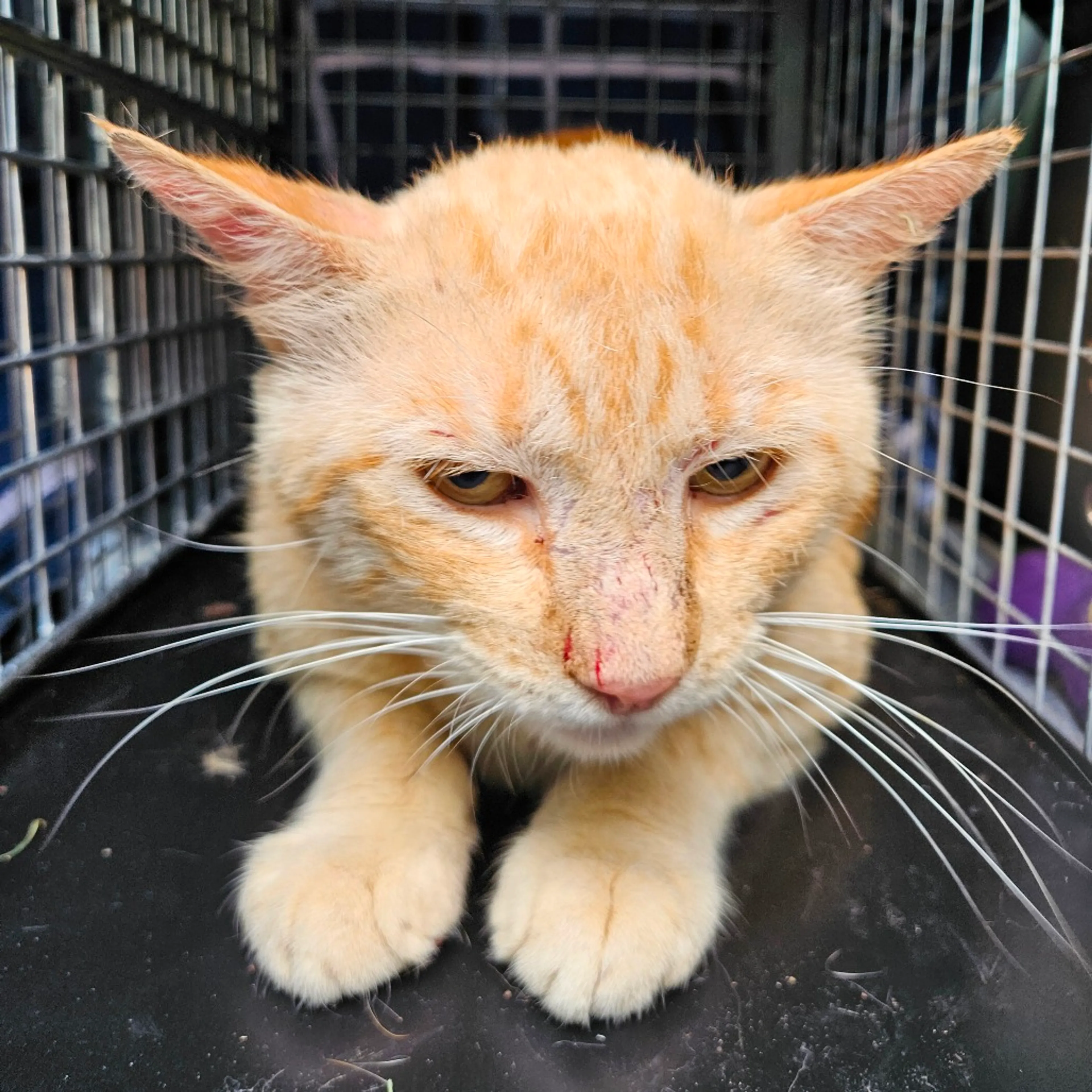 Found pet