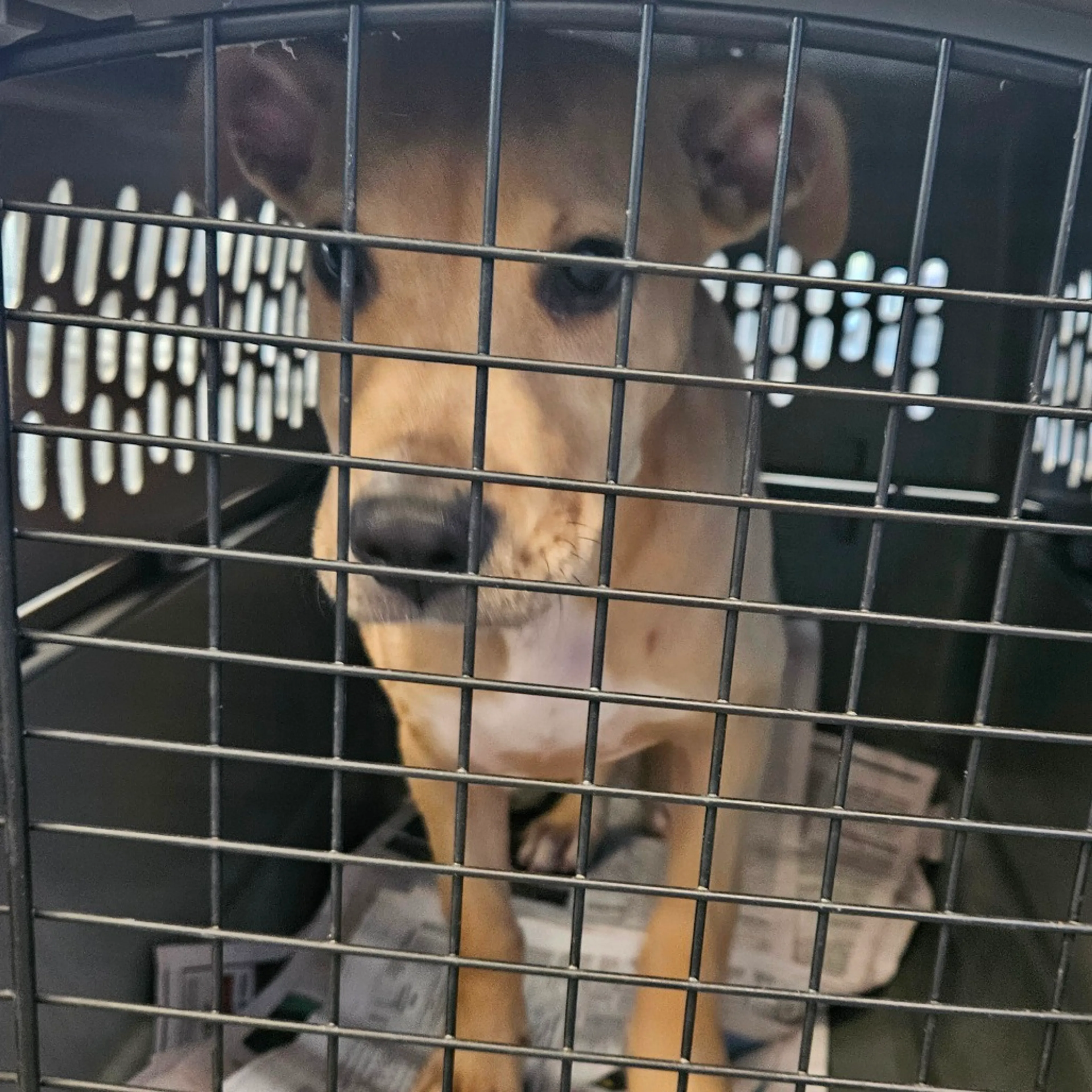 Found pet
