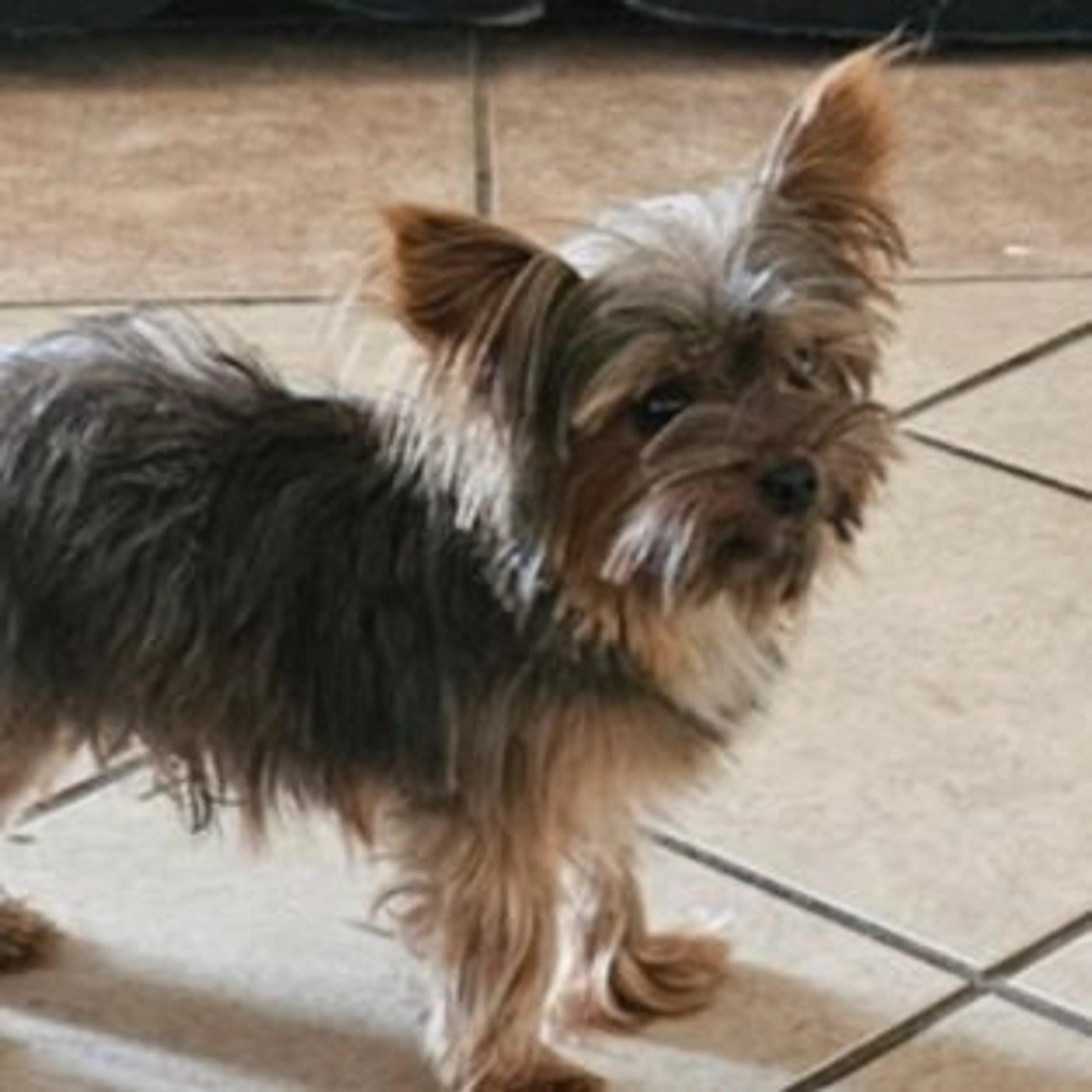 Lost pet-0