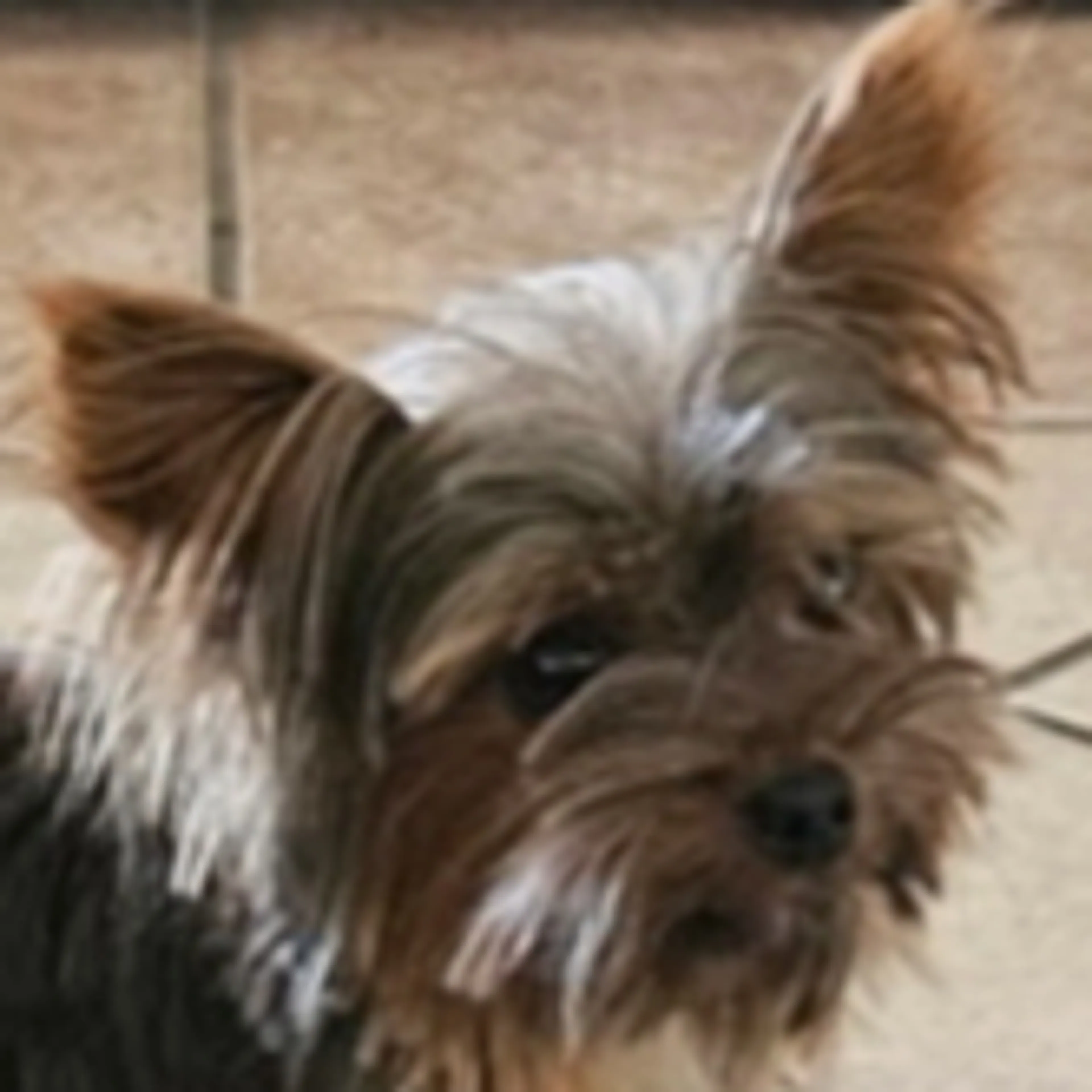 Lost pet-2