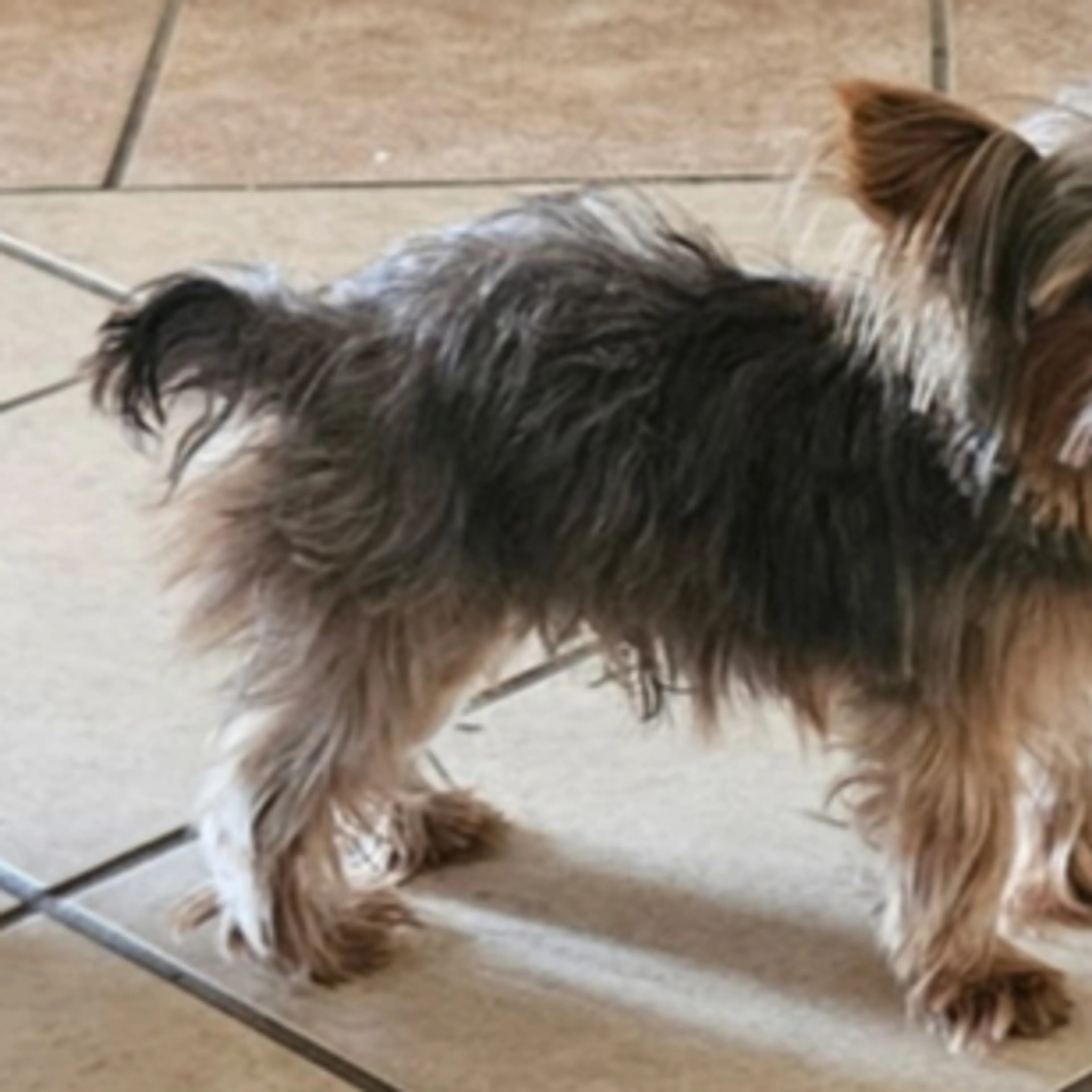 Lost pet-1