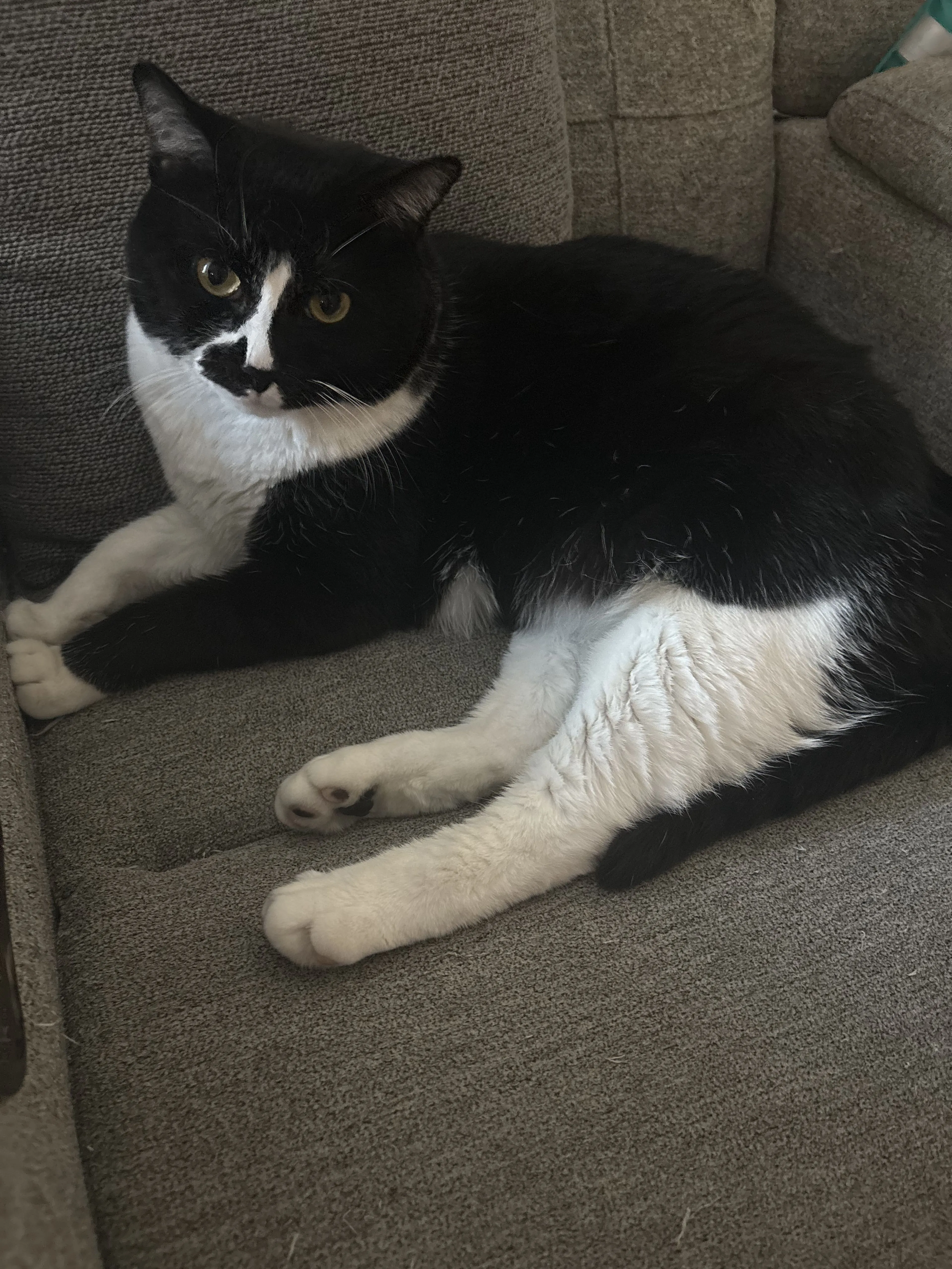 Lost pet-0