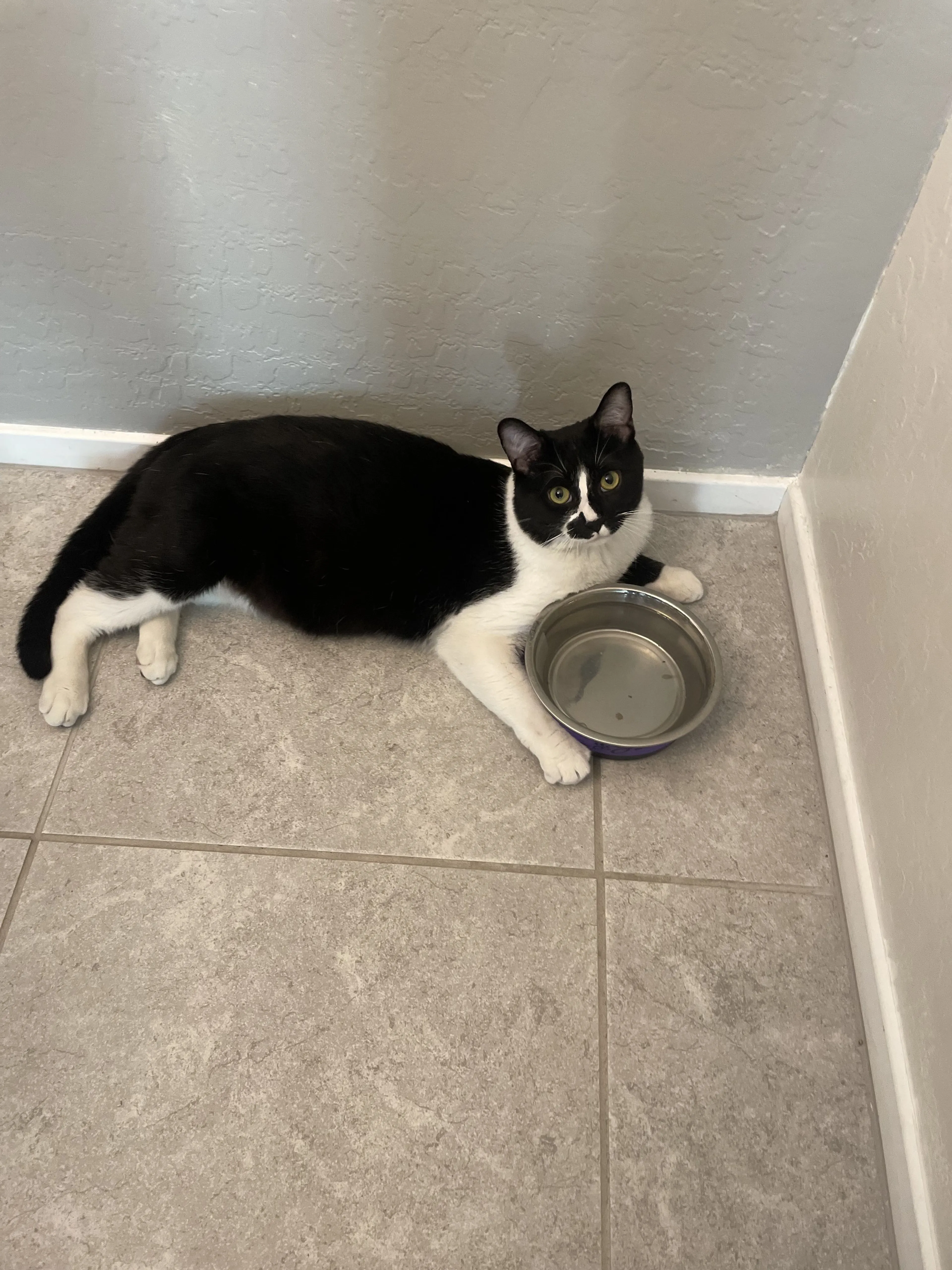 Lost pet-2
