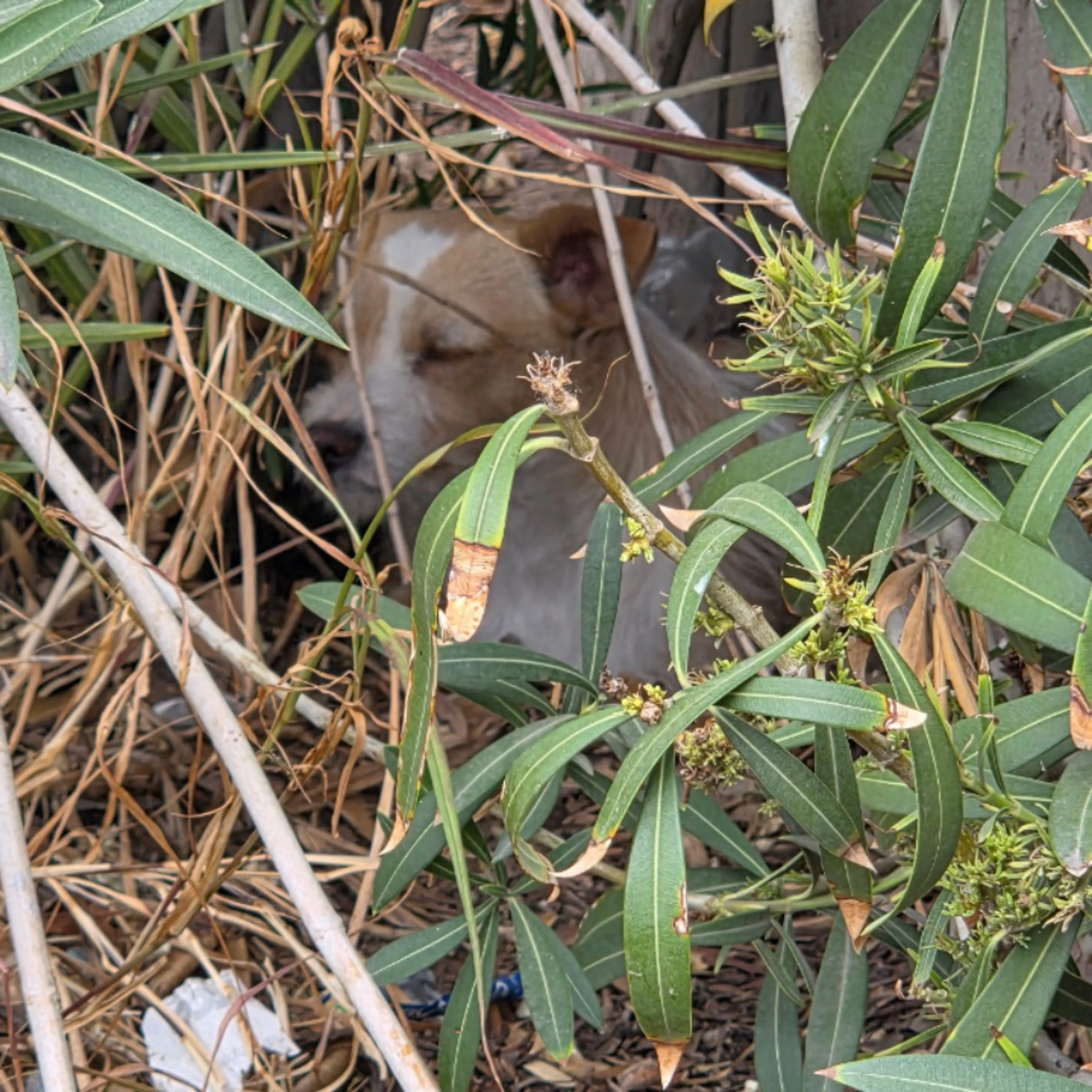 Found pet-0